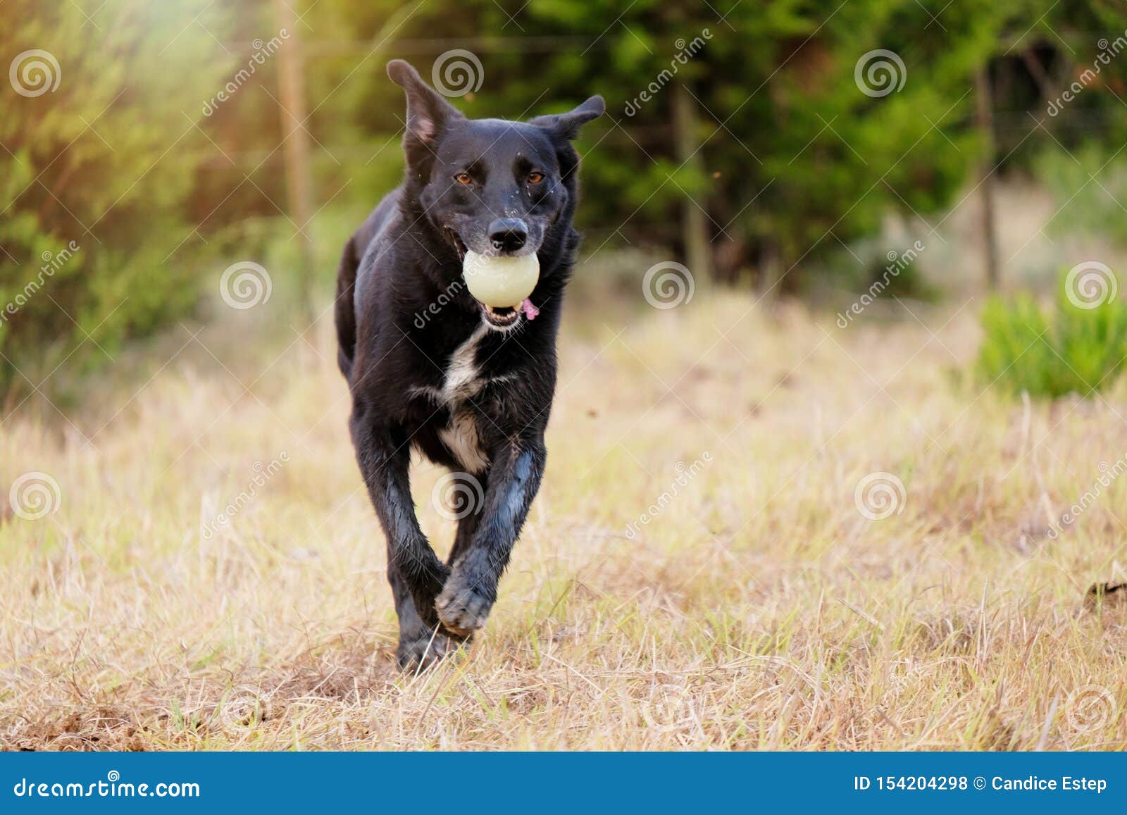 download fetch dog download fetch dog