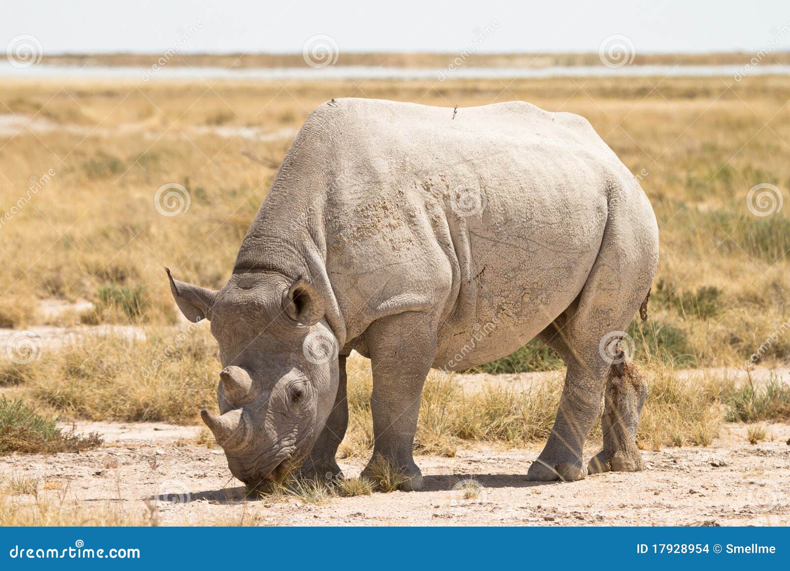 black rhino