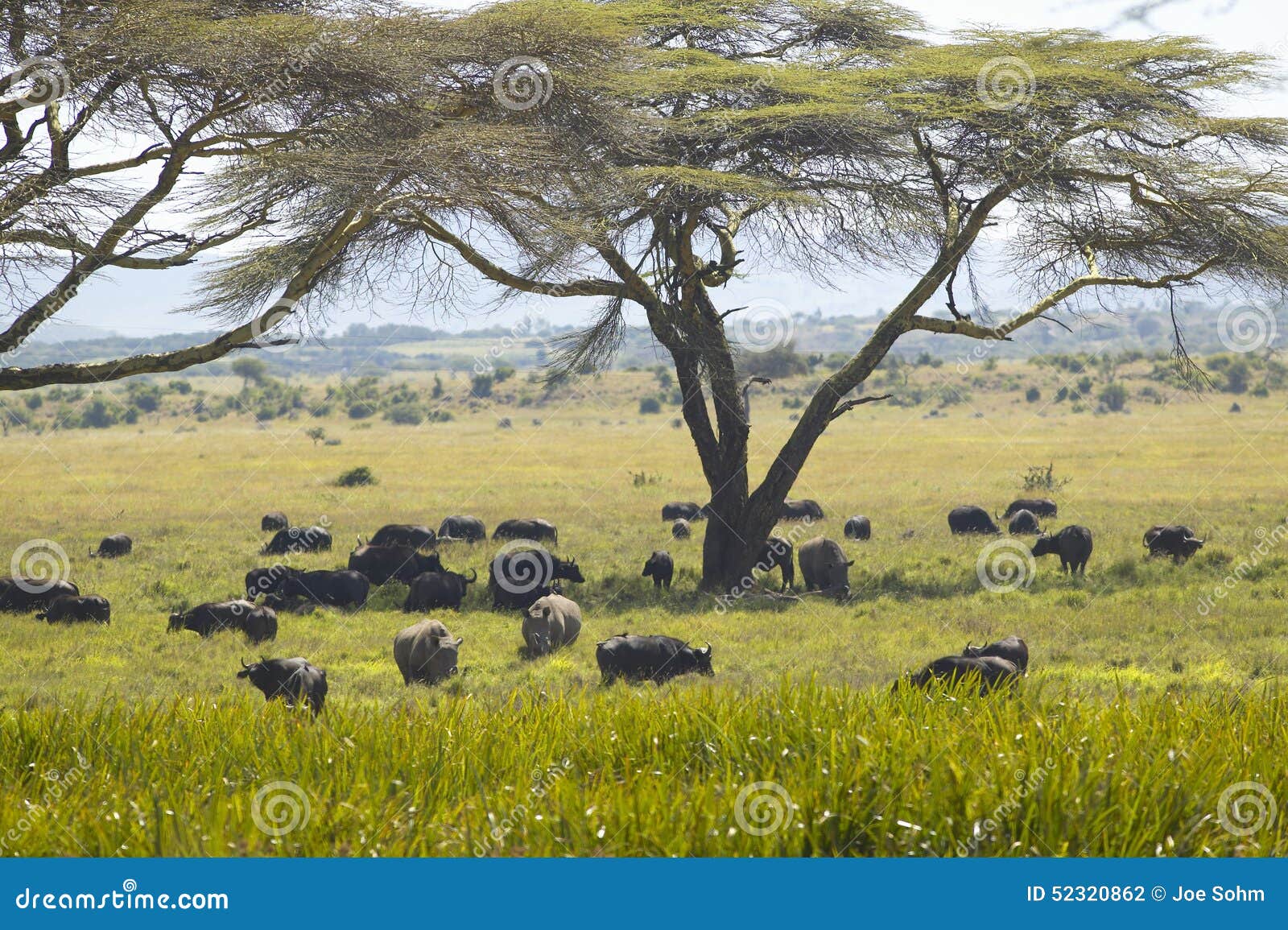 trees in rhino trees in rhino