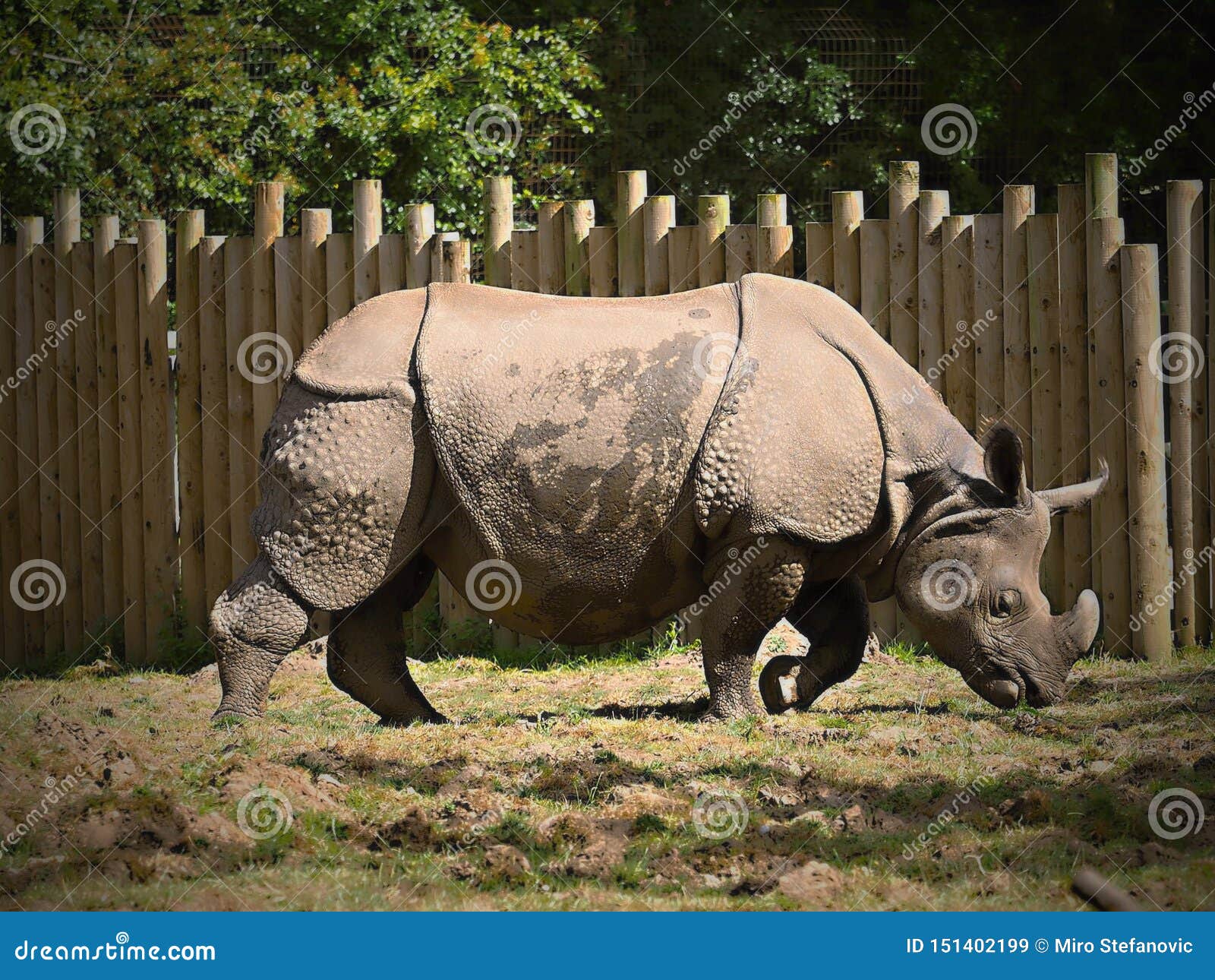 where does black rhinoceros live where does black rhinoceros live