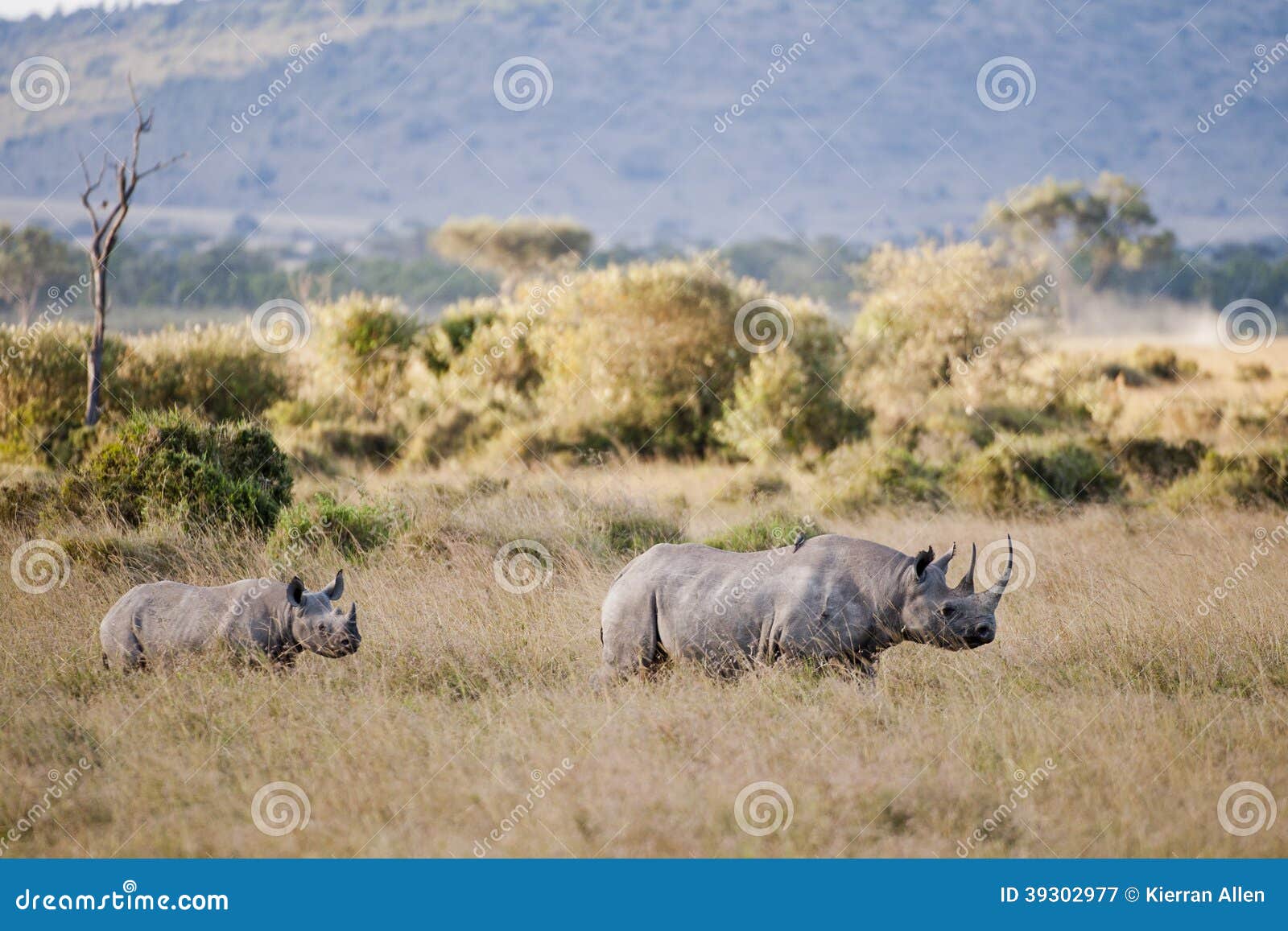 black rhino in masai mara, kenya