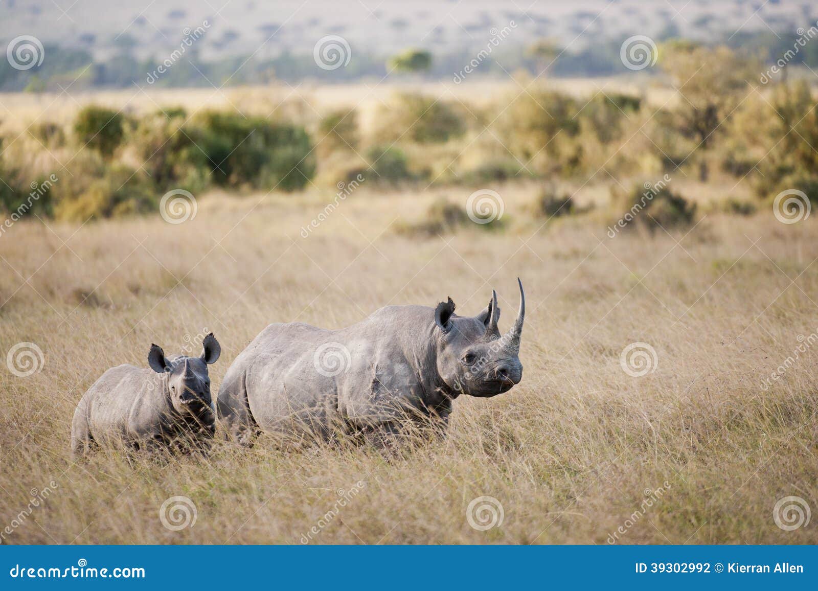 black rhino in masai mara, kenya