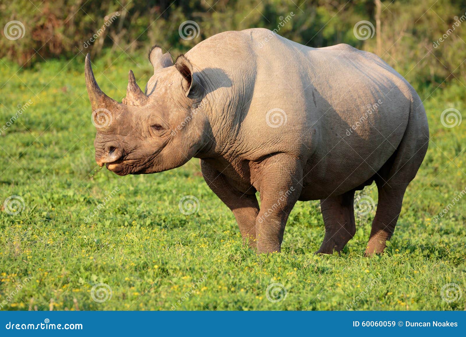 black rhino