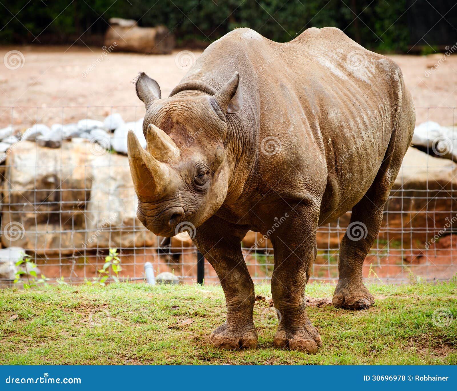 rhinoceros 5 stock rhinoceros 5 stock