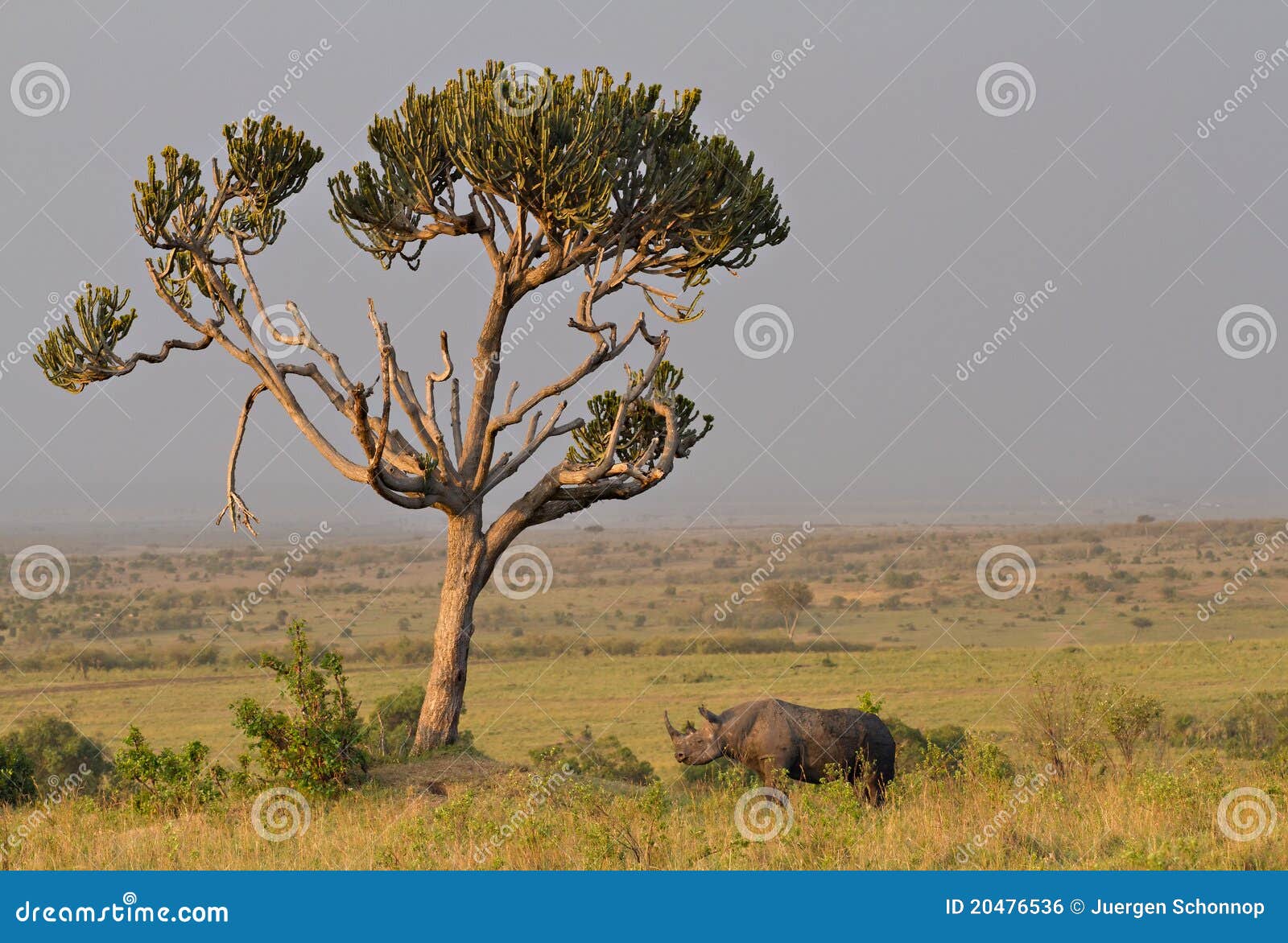 trees in rhino trees in rhino