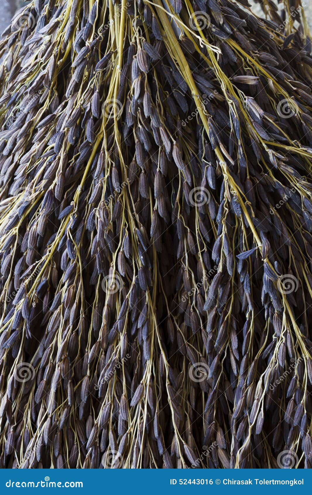 Black rice paddy stock photo. Image of natural, chinese 52443016