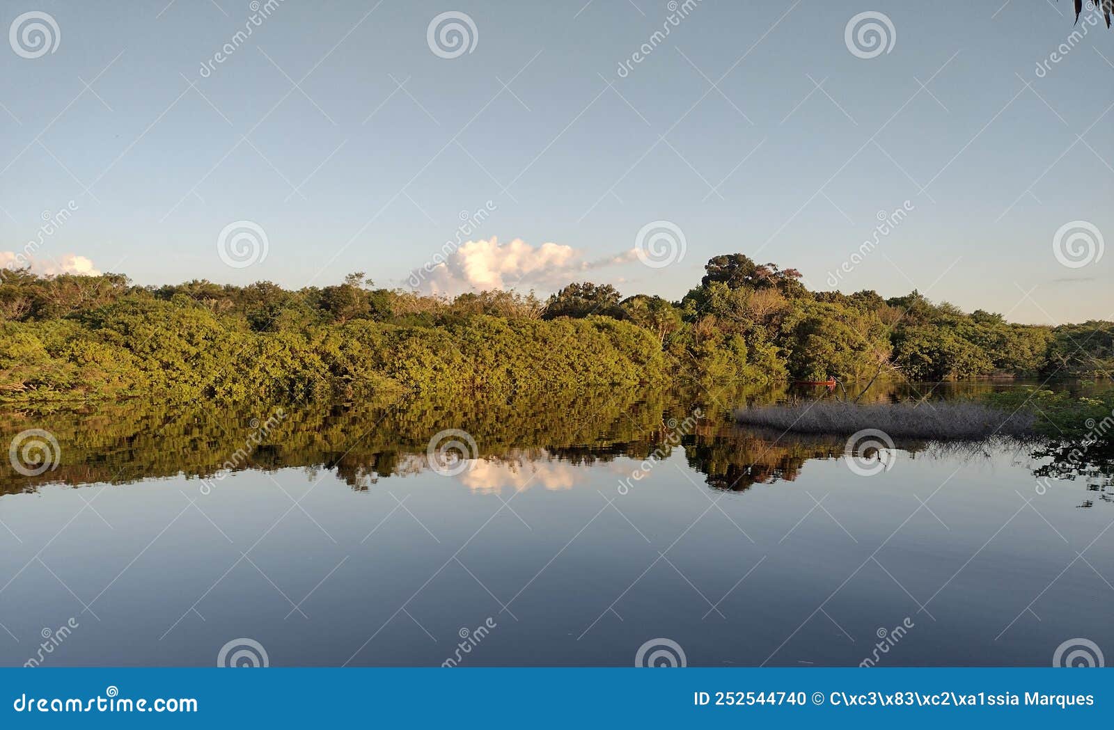 Black River of the Amazon Rainforest Stock Photo - Image of rainforest