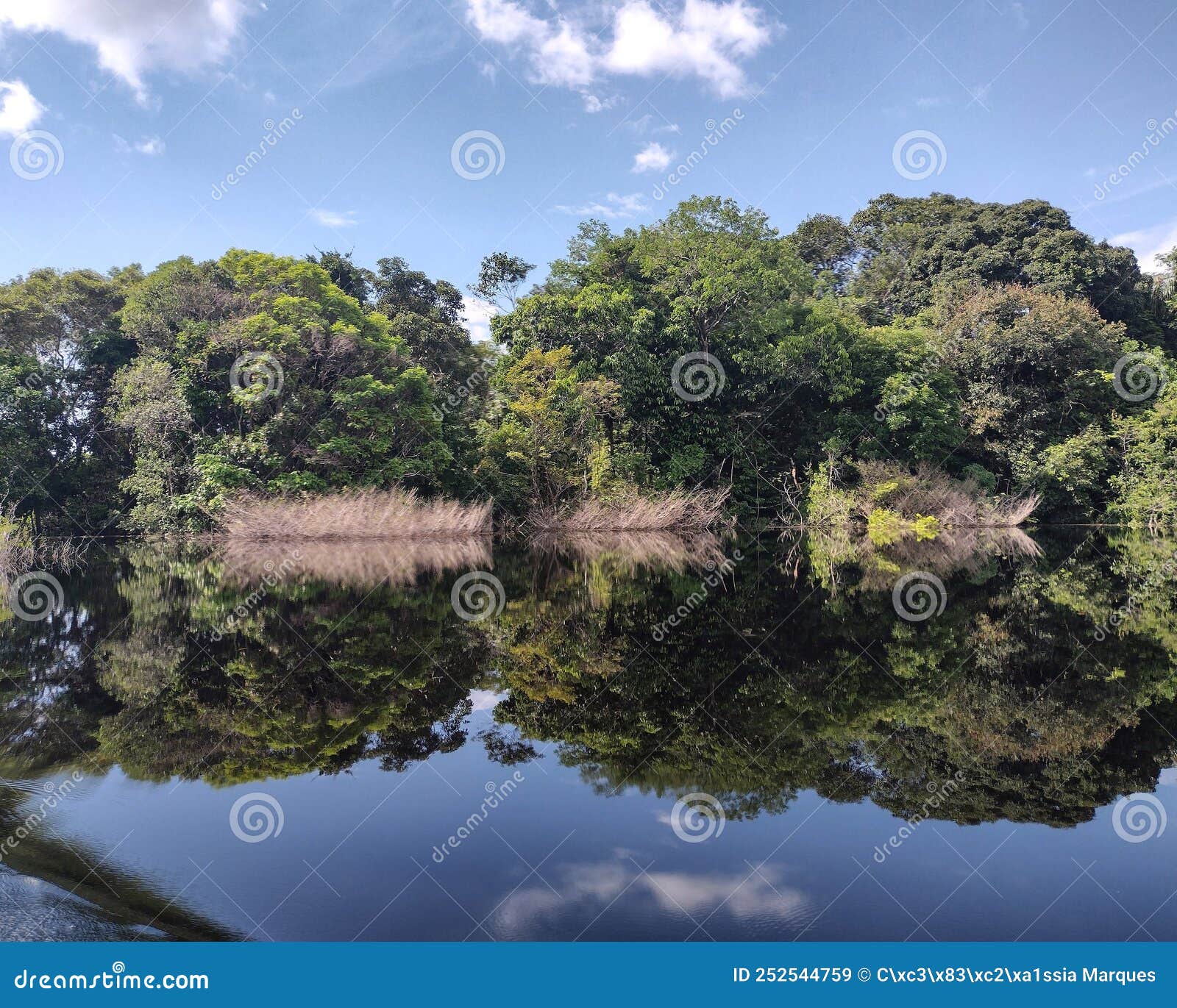 Black River of the Amazon Rainforest Stock Image - Image of landscape