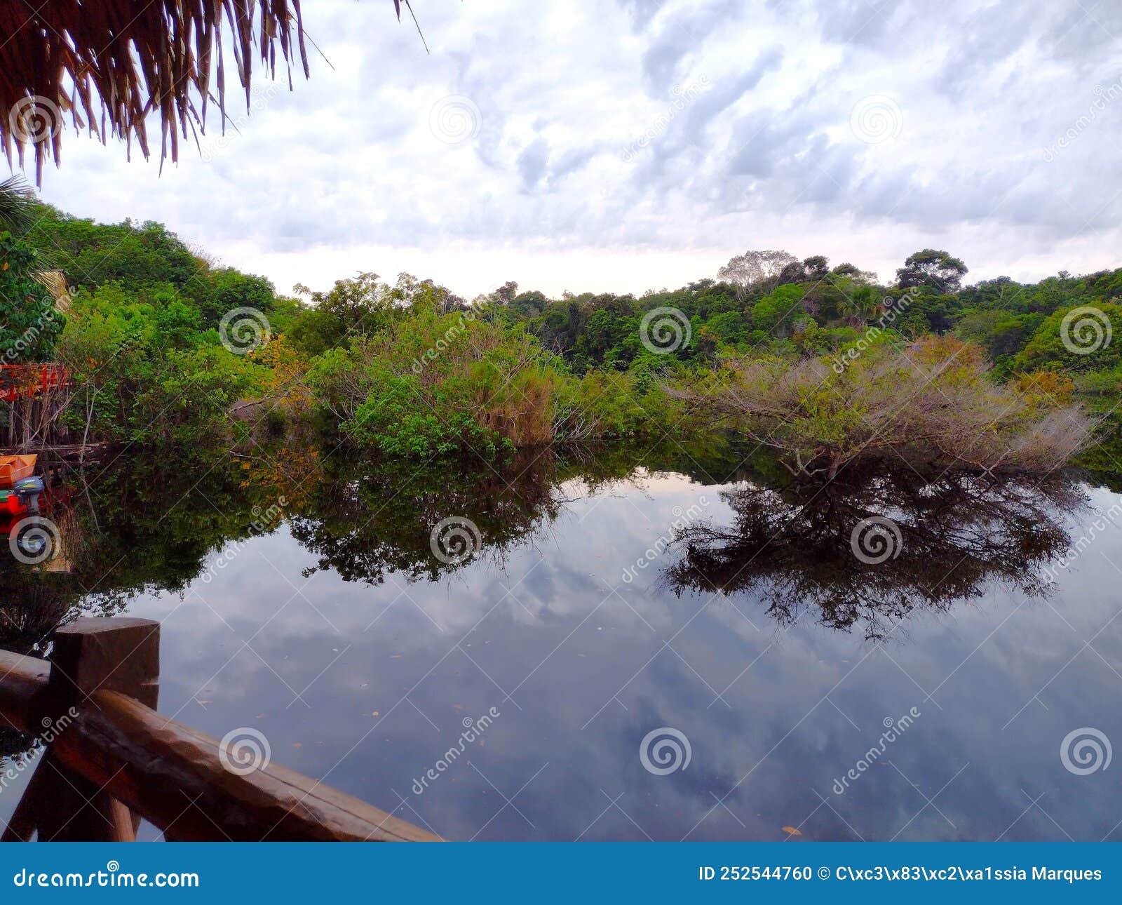 Black River of the Amazon Rainforest Stock Photo - Image of amazon