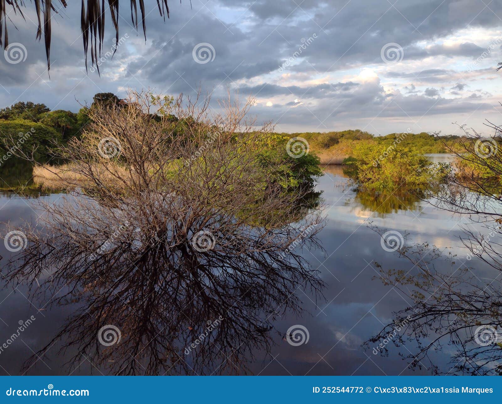 Black River of the Amazon Rainforest Stock Photo - Image of jungle