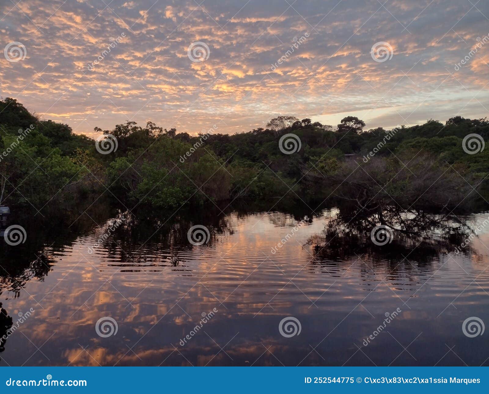 Black River of the Amazon Rainforest Stock Image - Image of black