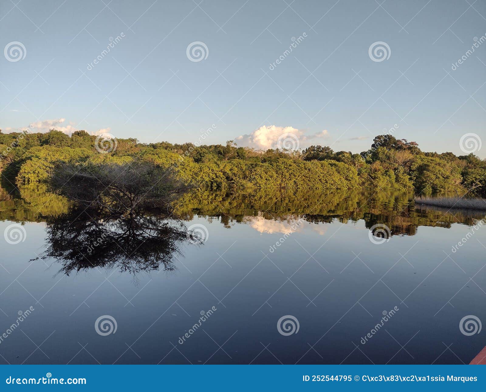 Black River of the Amazon Rainforest Stock Image - Image of rest