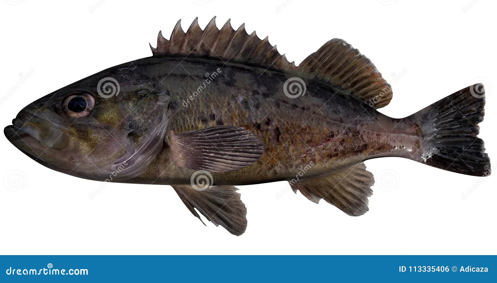 Black Rockfish stock illustration. Illustration of food 113335406