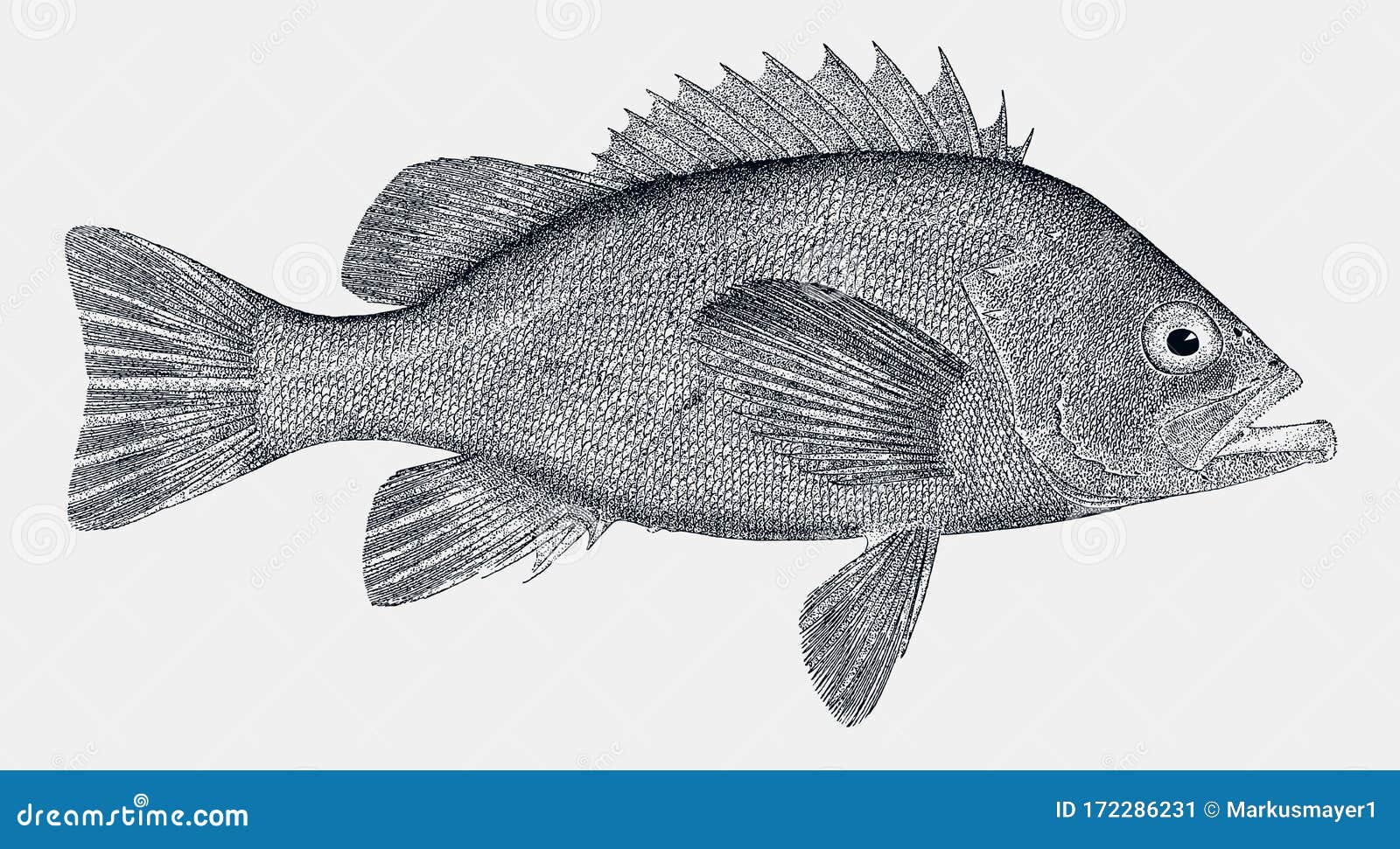 Black Rockfish in Side View Stock Vector Illustration of sebastes
