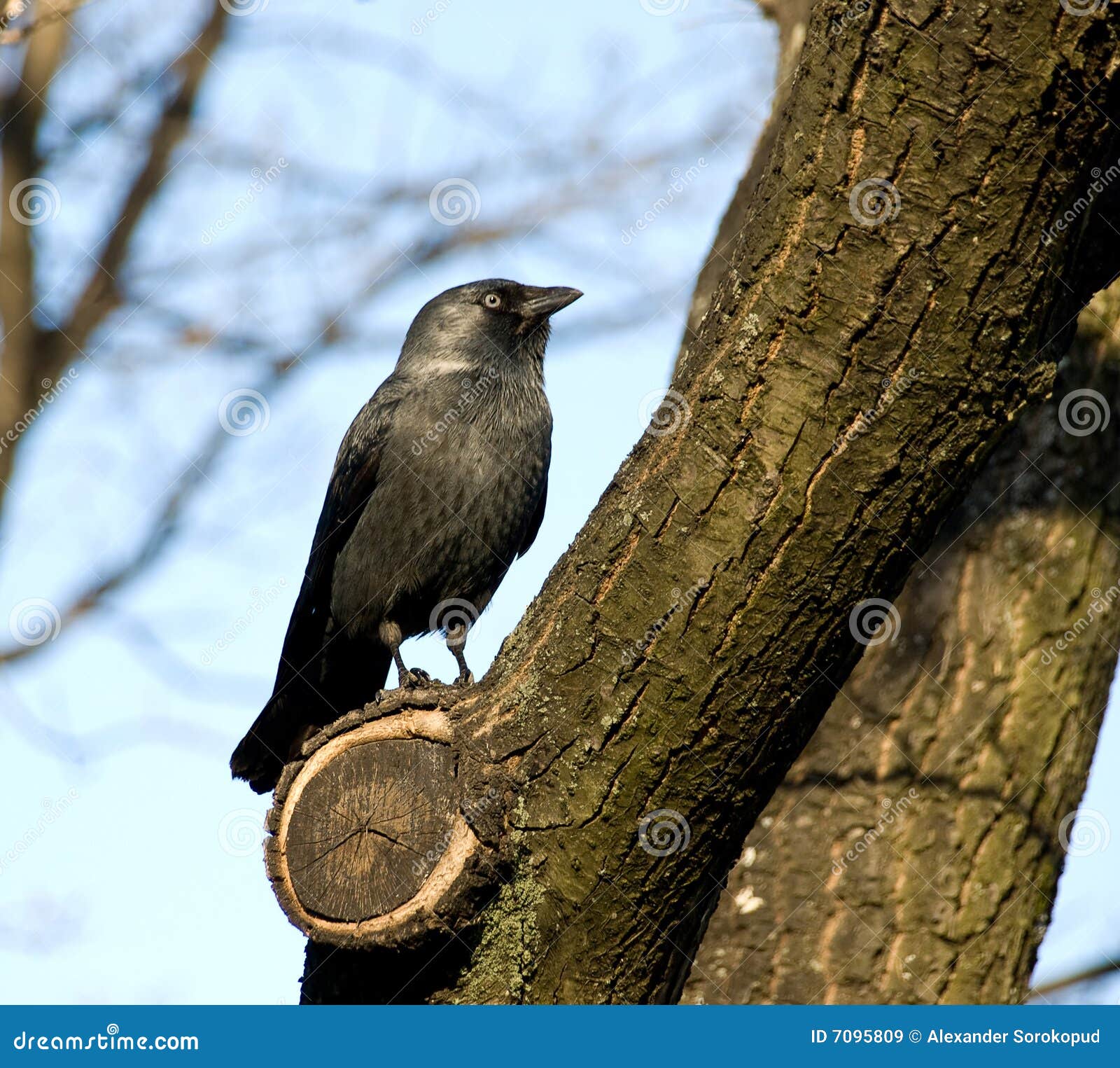 Black rook hi-res stock photography and images - Alamy