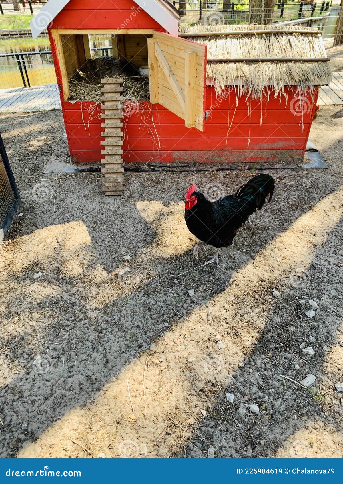 black rooster on a ground on the farm