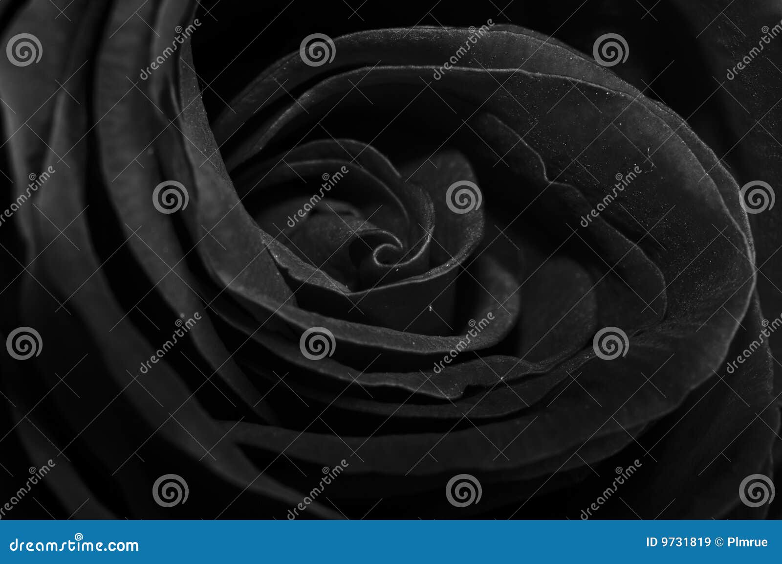 152,650 Black Rose Stock Photos - Free & Royalty-Free Stock Photos ...