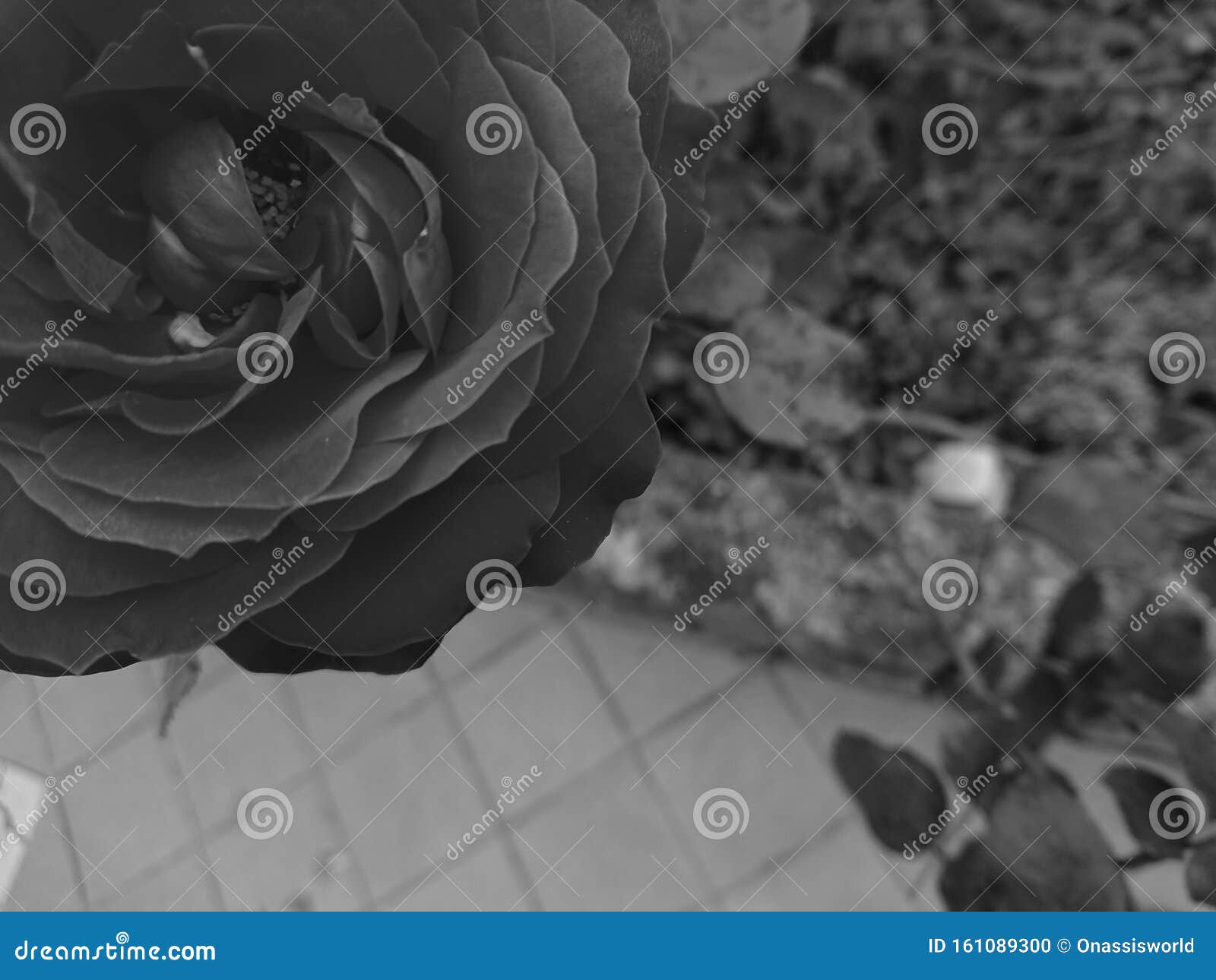 Black Rose Petals Closeup in Black & White Stock Photo - Image of white,  closeup: 161089300