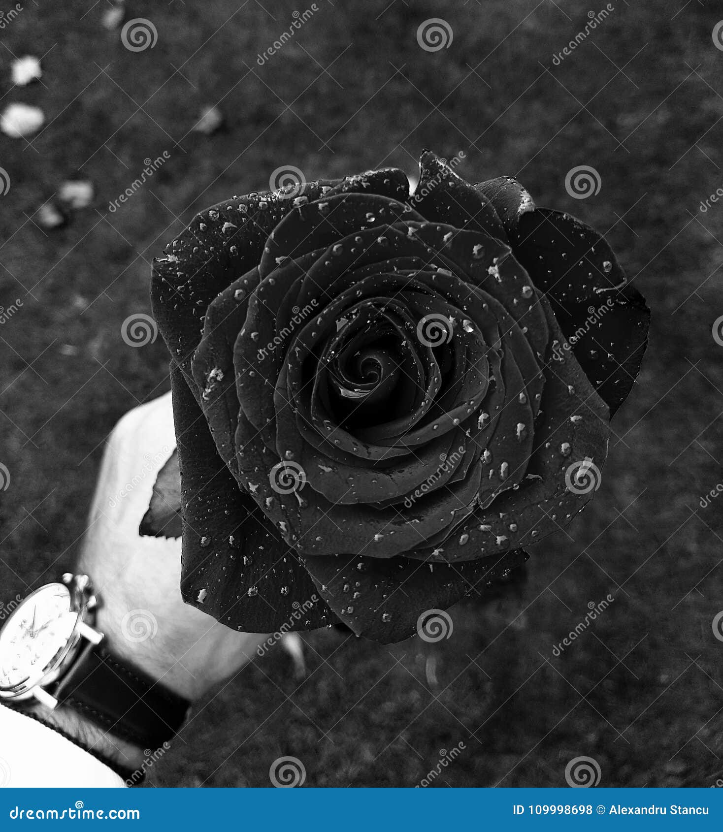 Black Rose Wallpaper Stock Photo Image Of Rose Flower