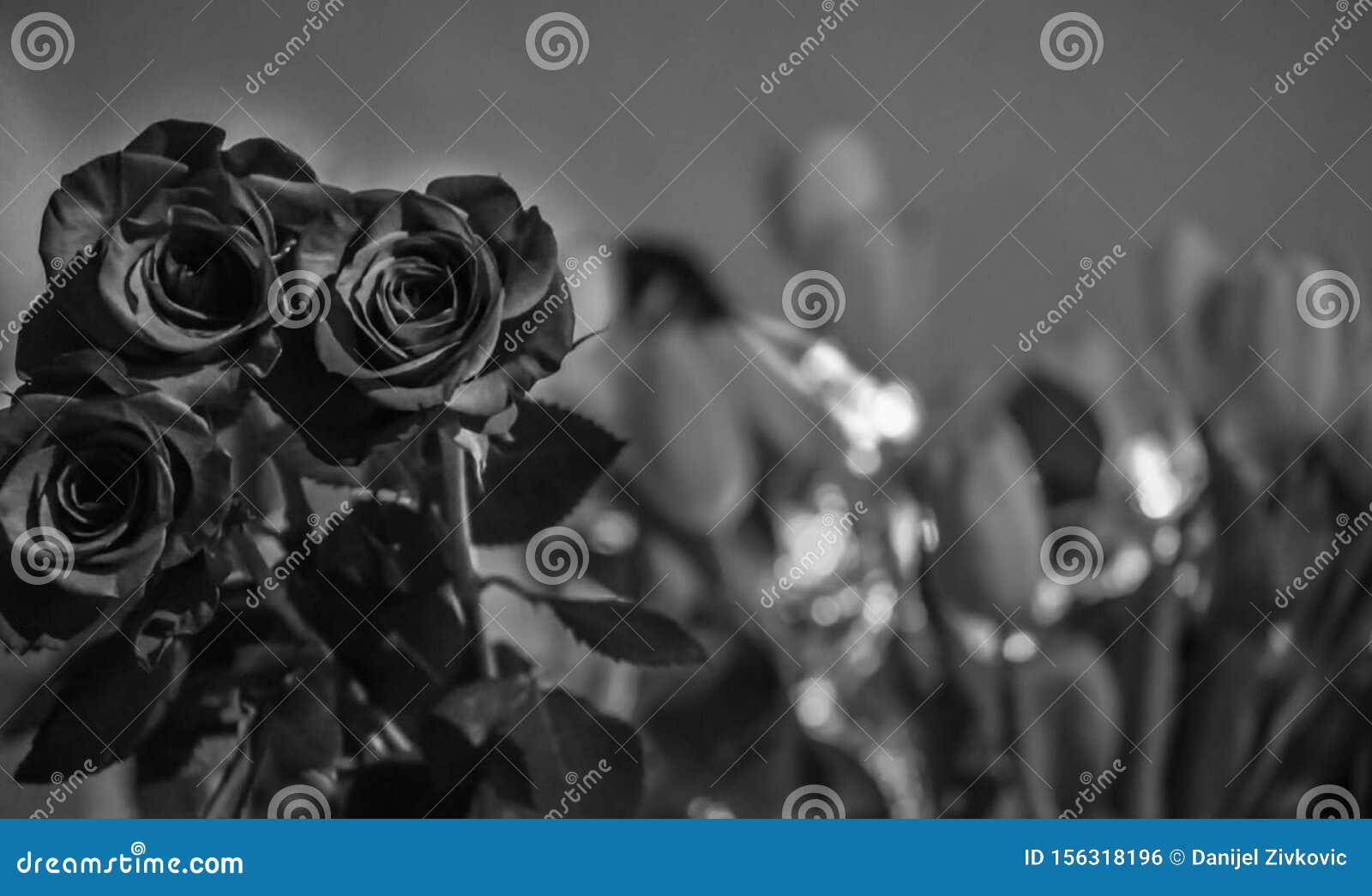 black roses in focus