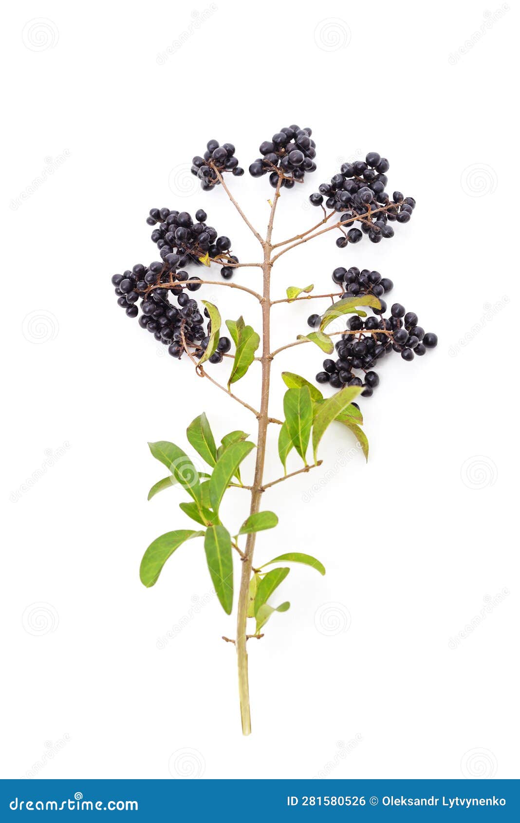 Black rowan berries stock photo. Image of nature, isolated - 281580526