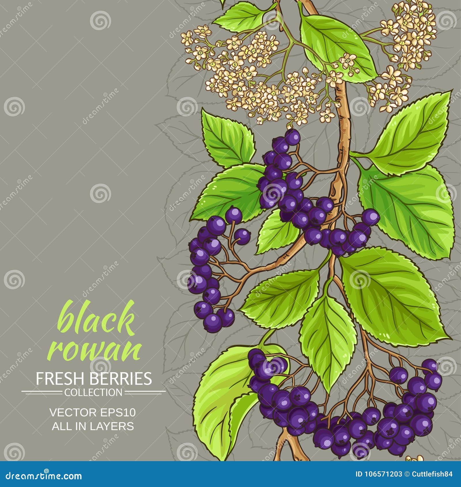 Black rowan vector pattern stock vector. Illustration of berries ...