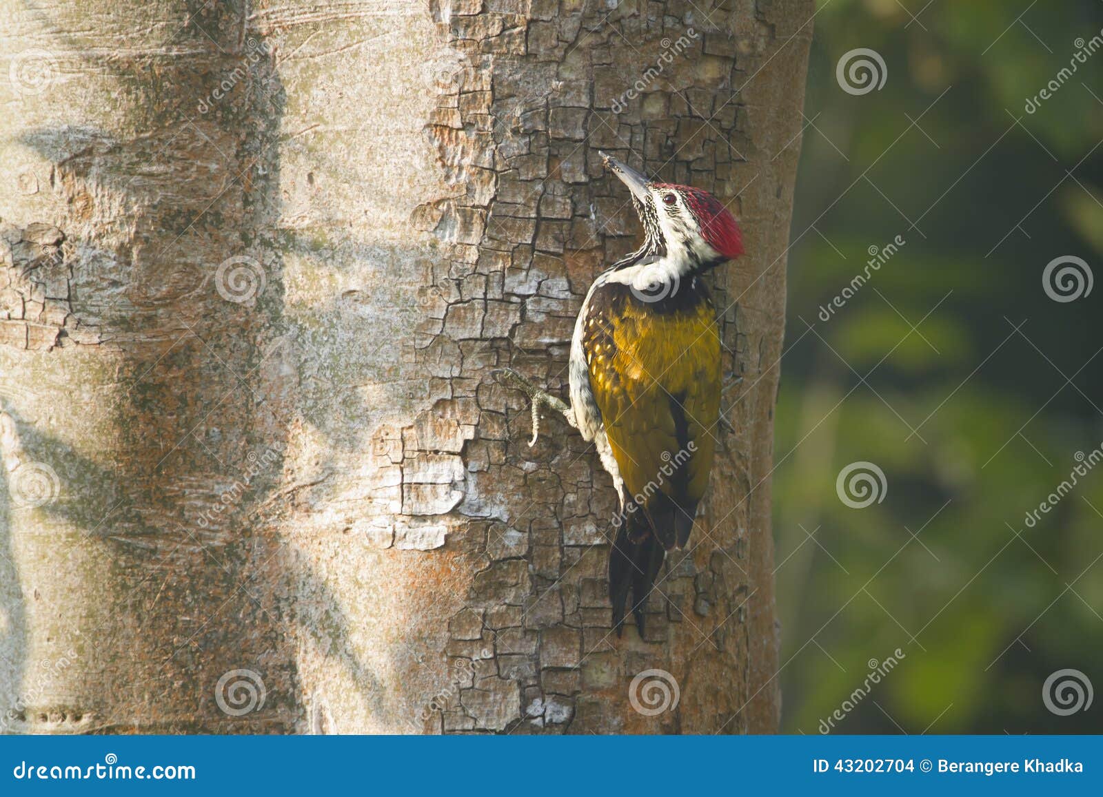black rumped flameback black rumped flameback