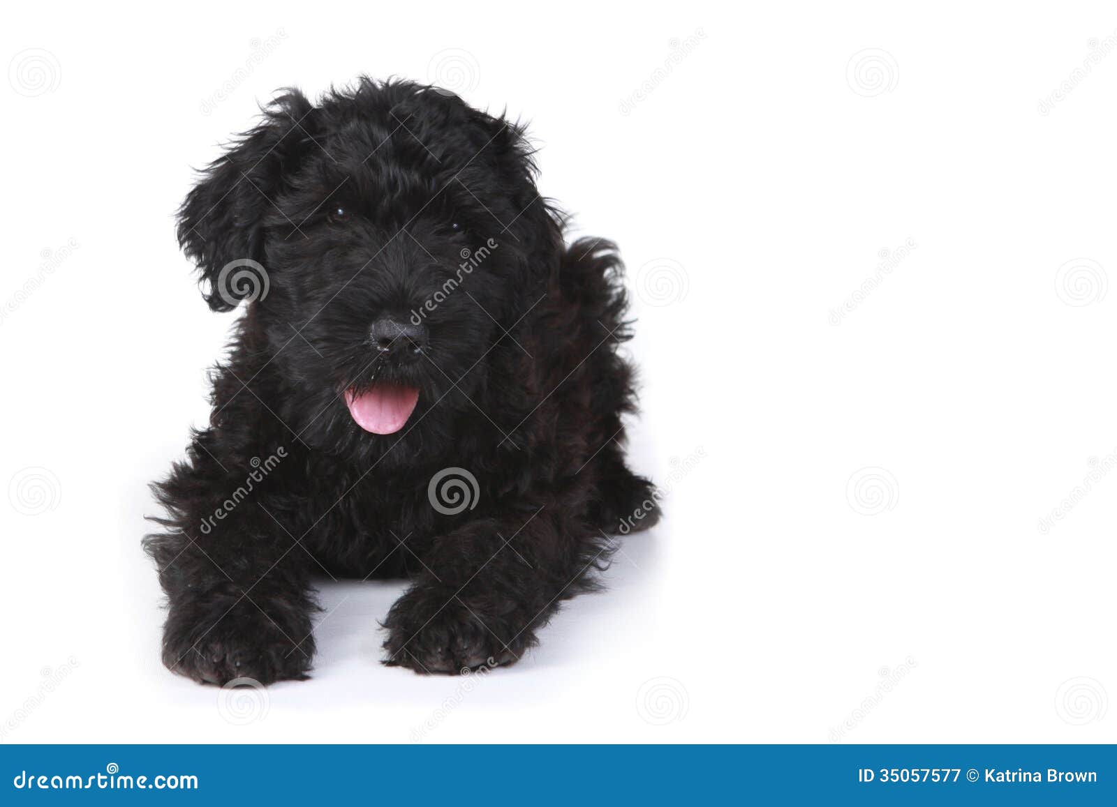 Black Russian Terrier Puppy on a White Background Stock Image Image