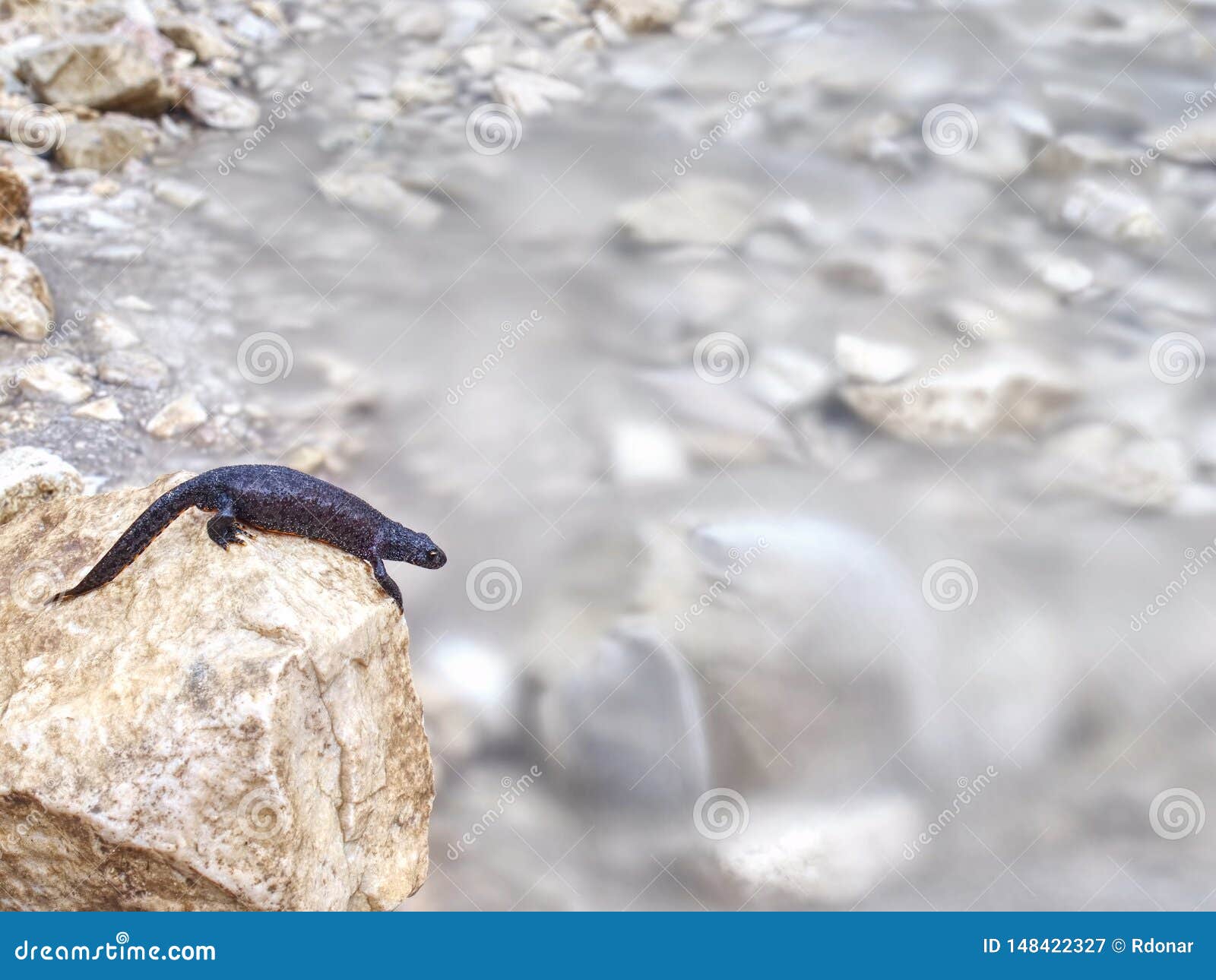 black salamander -  amphibian lying on the stone