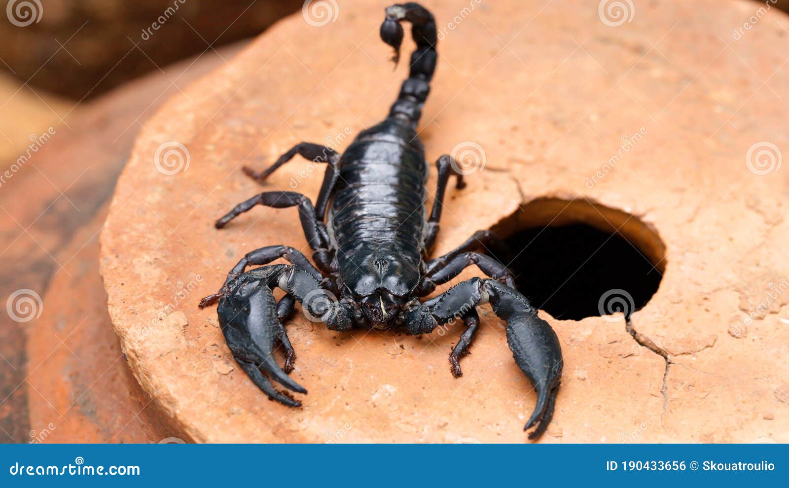Black Scorpion Macro Photo, Dreaded Arachnid. Horrific Creature with a  Toxic Stinger Tail and Two Strong Claws for Protection. Stock Photo - Image  of poison, wildlife: 190433656