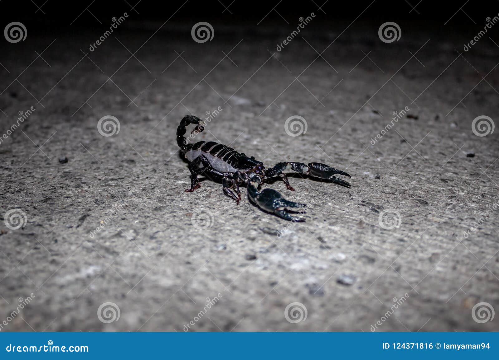 Ночной Скорпион