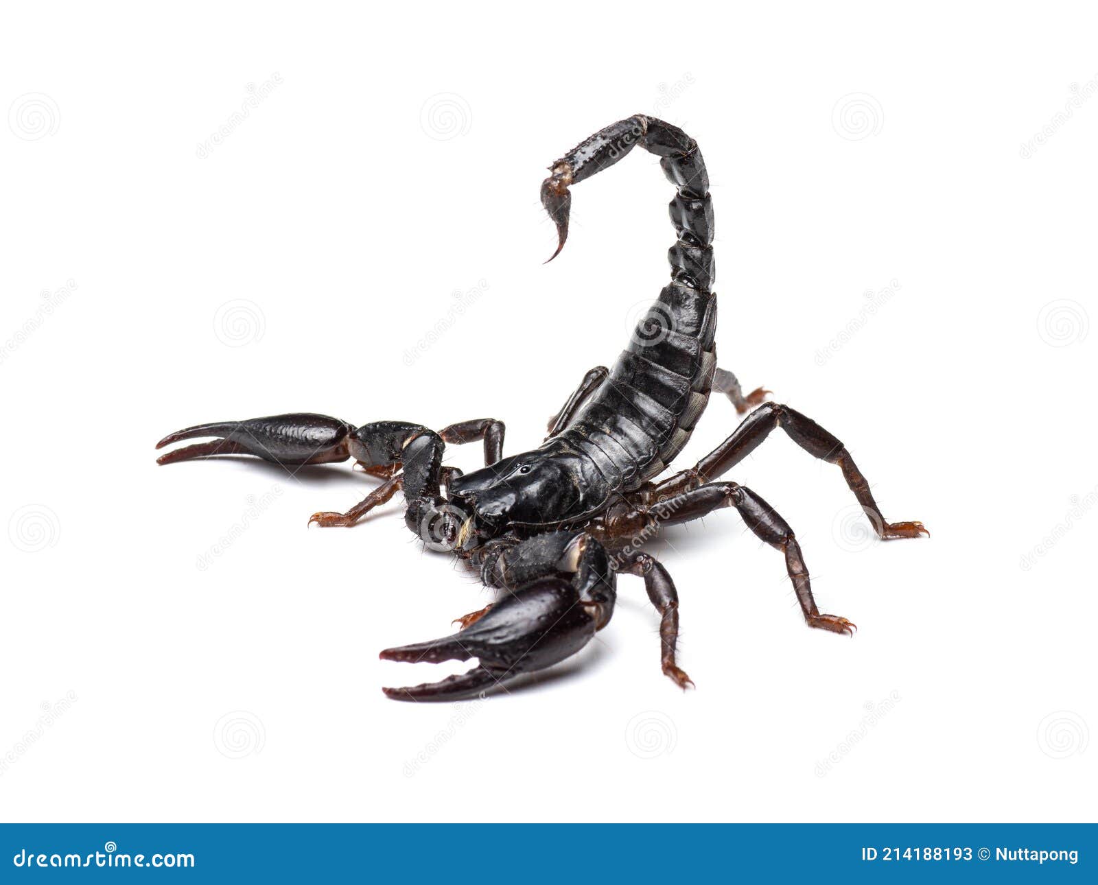 Scorpion Tactical Armor