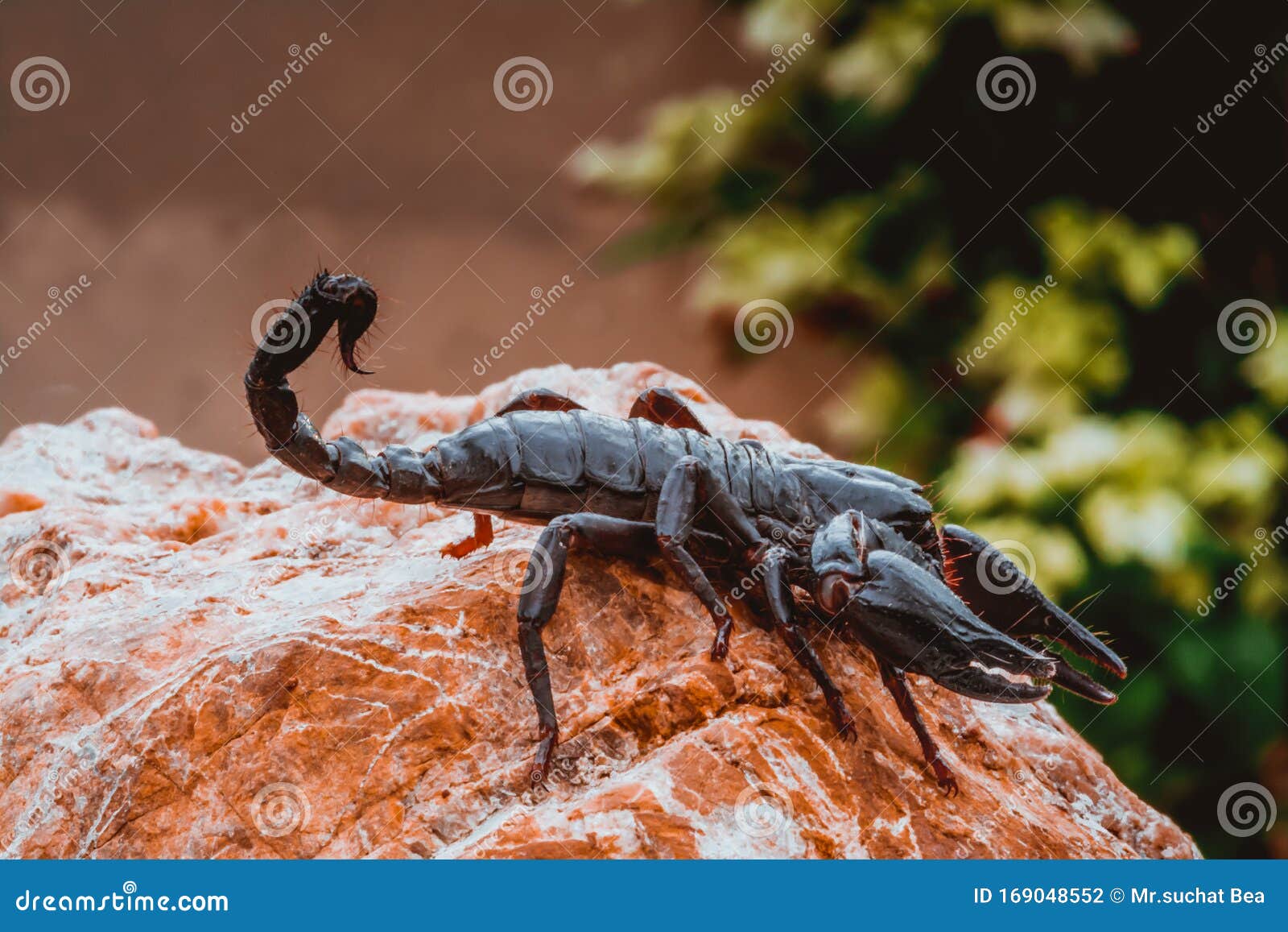A Black Scorpion in Nature Wildlife Live Stone on Big Stone at Forest. Stock Photo - Image of eyes, animal: 169048552 A Black Scorpion in Nature Wildlife Live Stone on Big Stone at Forest. Stock Photo - Image of eyes, animal: 169048552