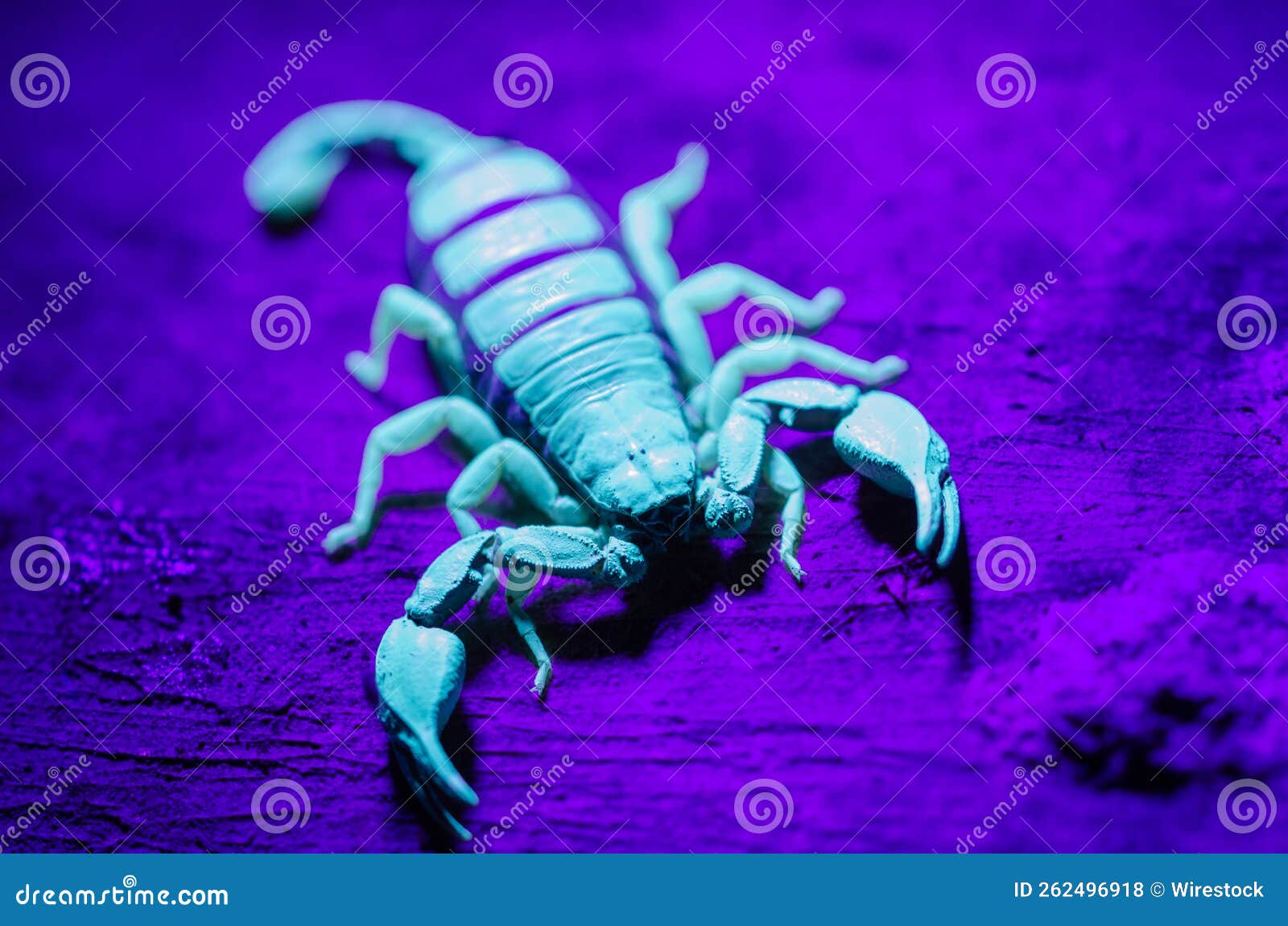 black scorpion close-up with uv light