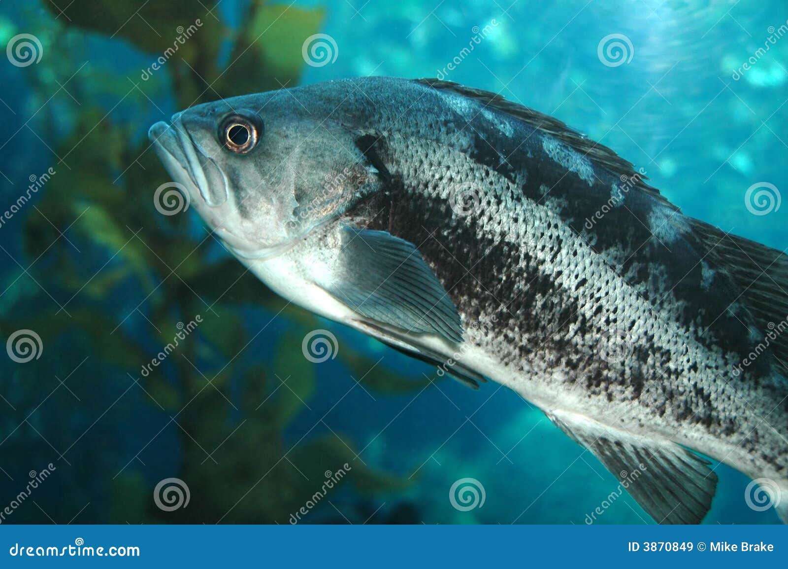 Black Sea Bass stock image. Image of peaceful, aquatic 3870849