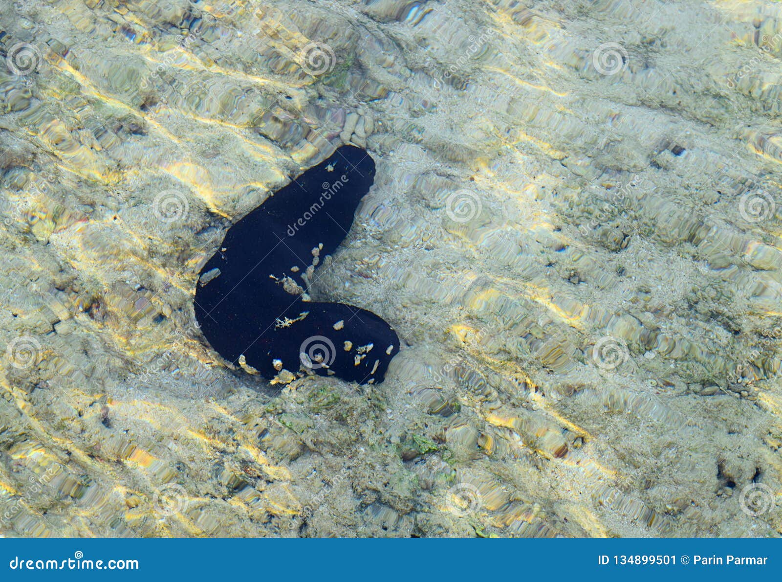 Black Sea Cucumber - Holothuria - on Sand Under Sea Water - Marine Life - Andaman Nicobar Islands, India Stock Image - Image of echinoderm, corals: 134899501 Black Sea Cucumber - Holothuria - on Sand Under Sea Water - Marine Life - Andaman Nicobar Islands, India Stock Image - Image of echinoderm, corals: 134899501