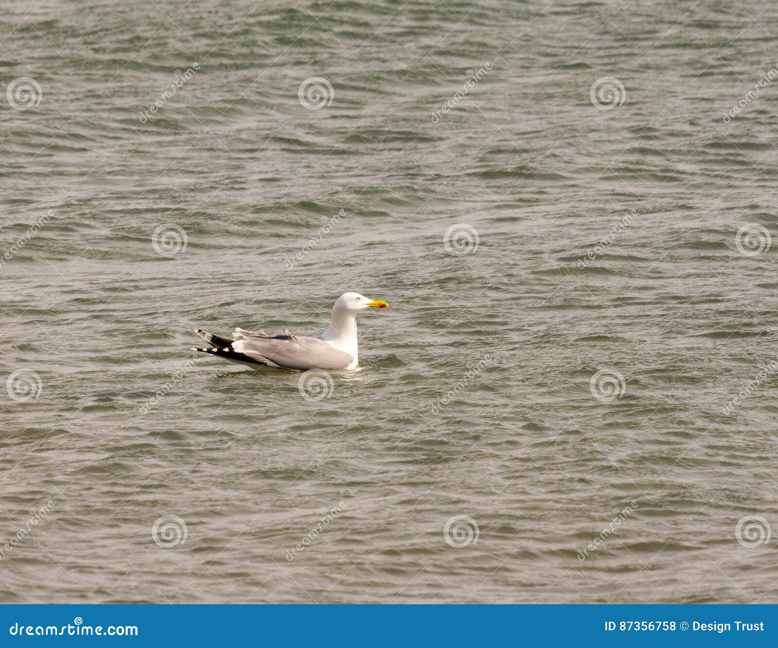 Black Sea gull stock photo. Image of bulgaria, gull, black - 87356758