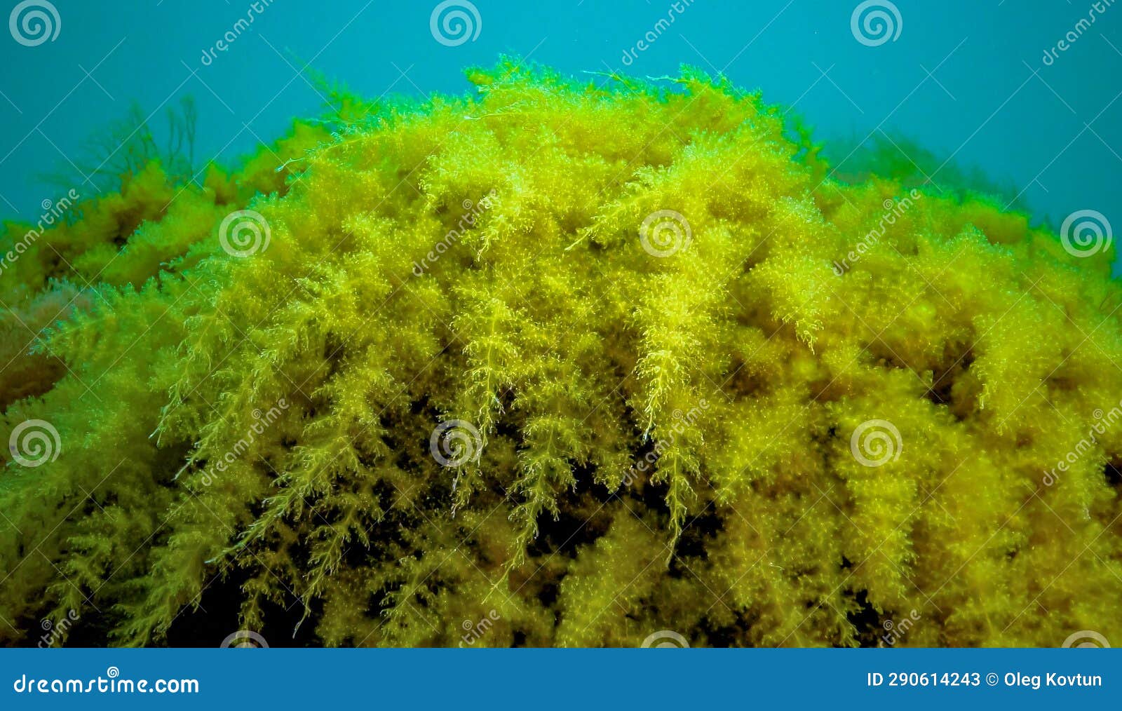 black sea, hydroids obelia, (coelenterates), macrophytes red and green algae