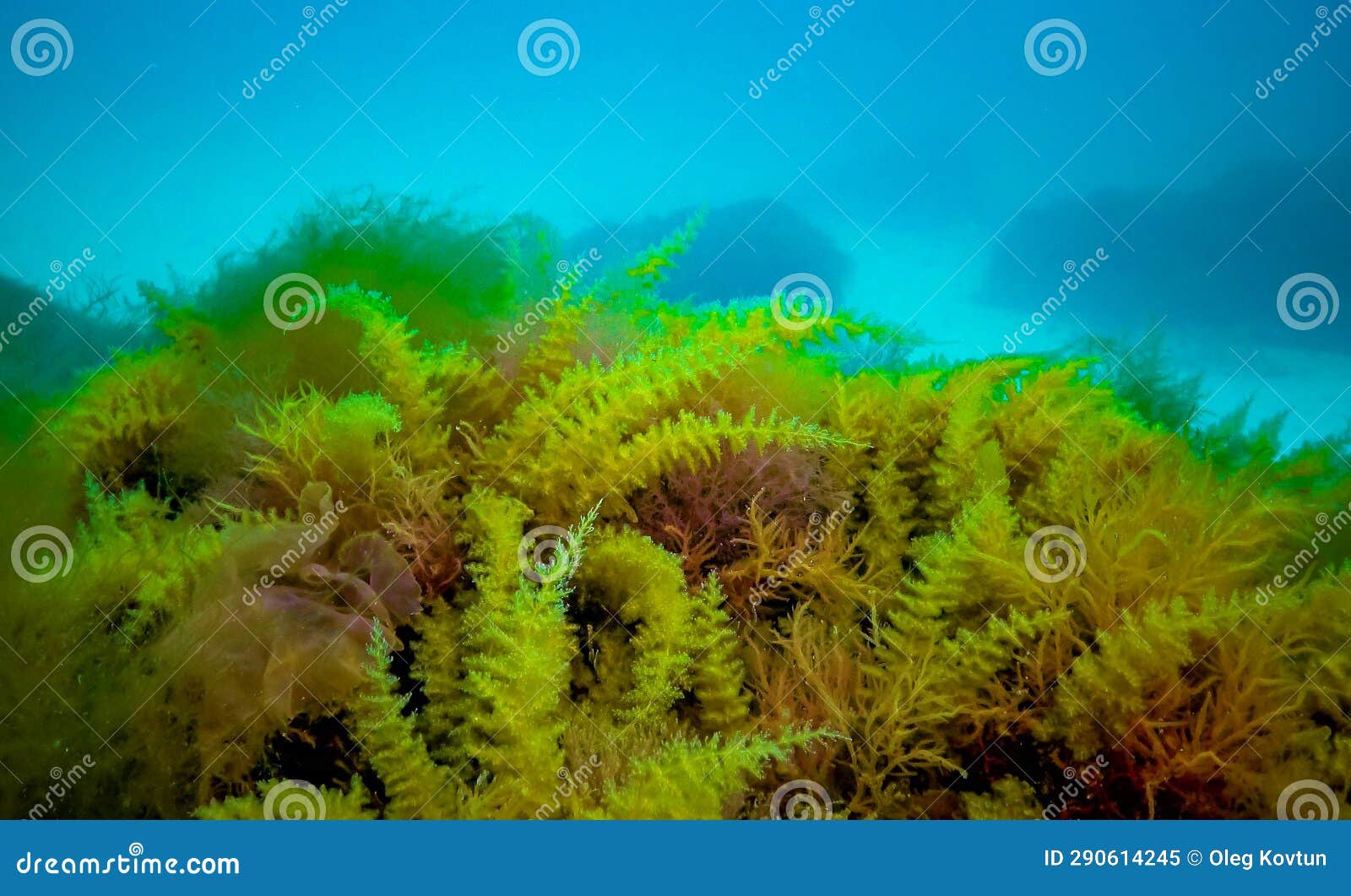 black sea, hydroids obelia, (coelenterates), macrophytes red and green algae
