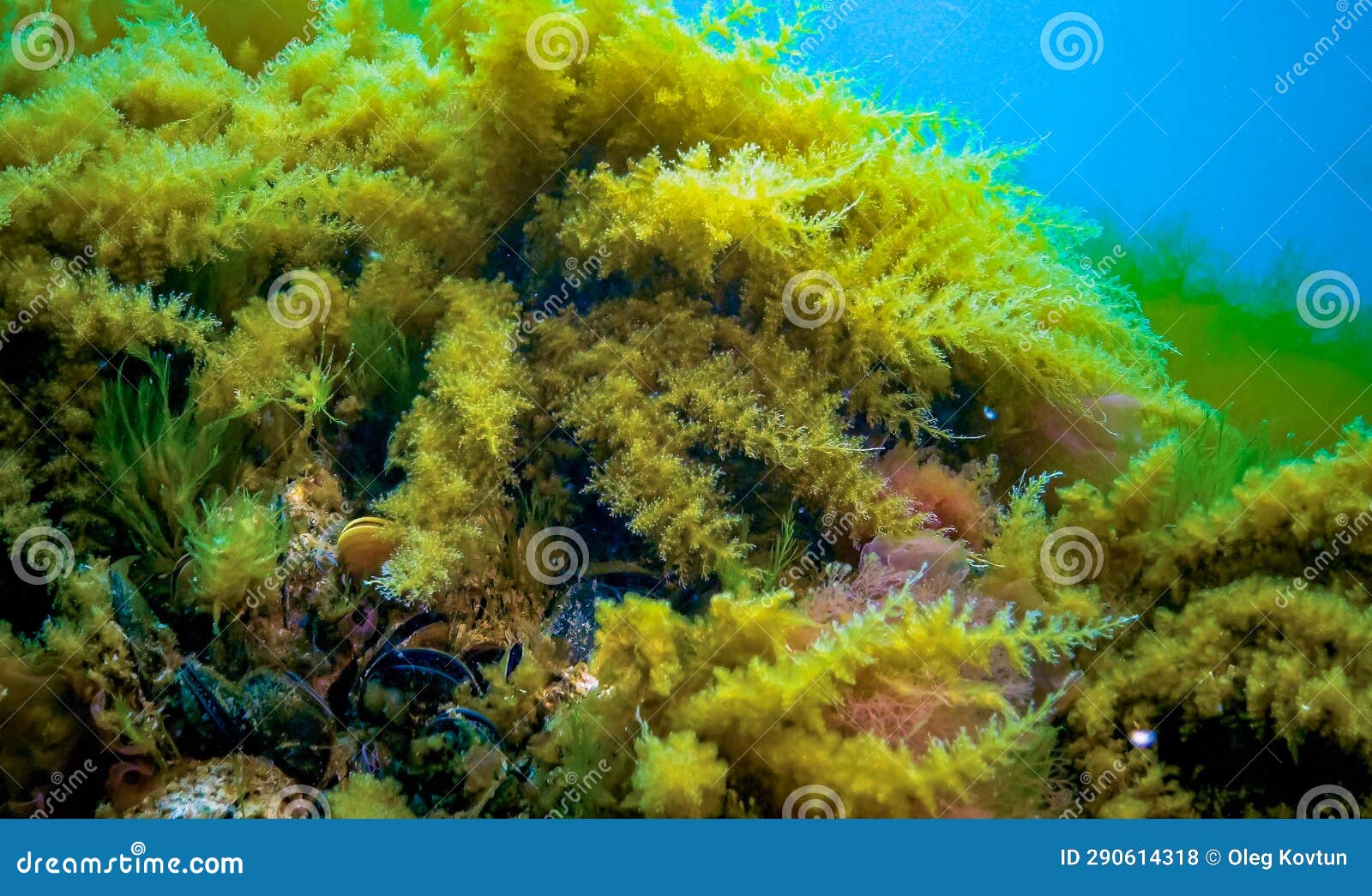 Black Sea, Hydroids Obelia, (coelenterates), Macrophytes Red and Green
