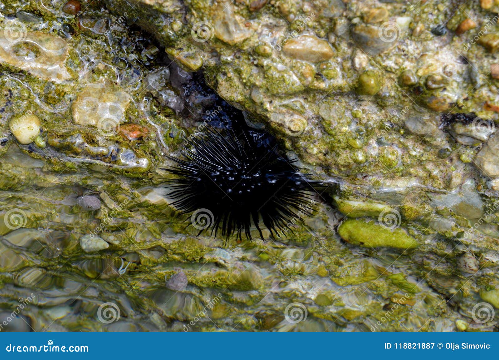 Sea urchin, on the wall stock image. Image of wall, black 118821887