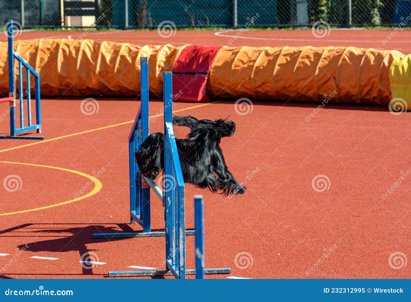 Black Service Dog Running and Jumping on Agility Course Stock Image