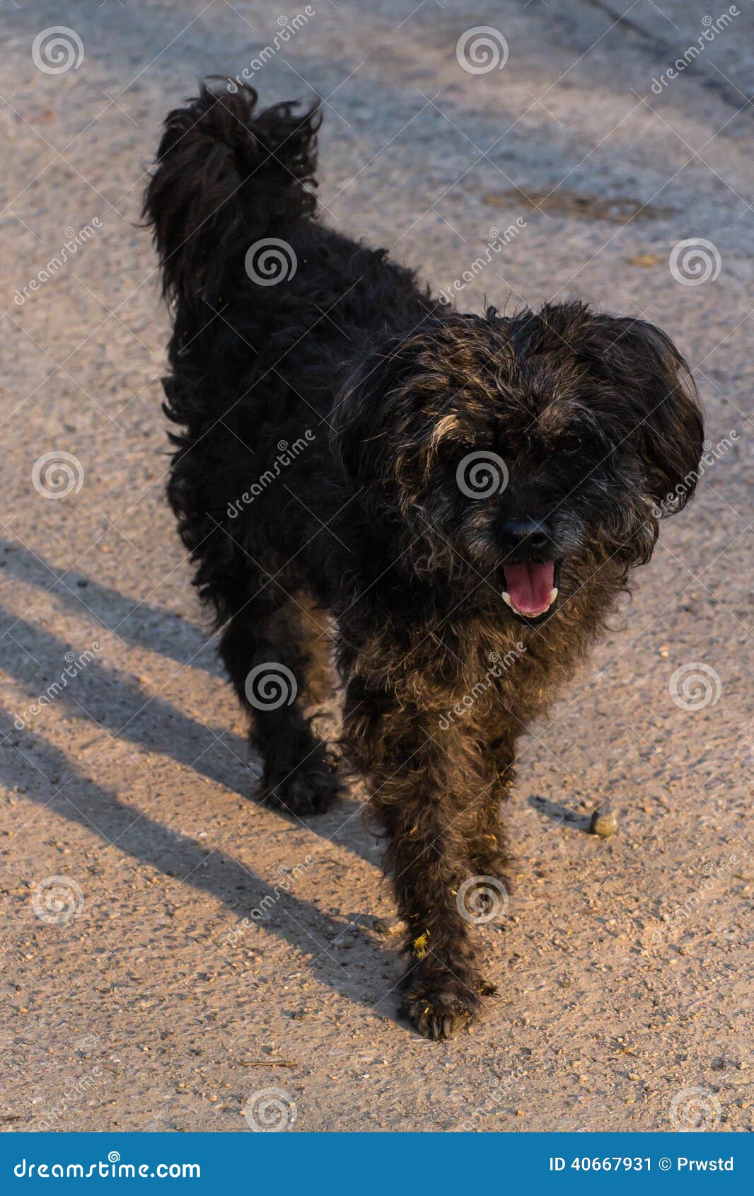 Black Shaggy Dog, MixedBreed Stock Image Image 40667931