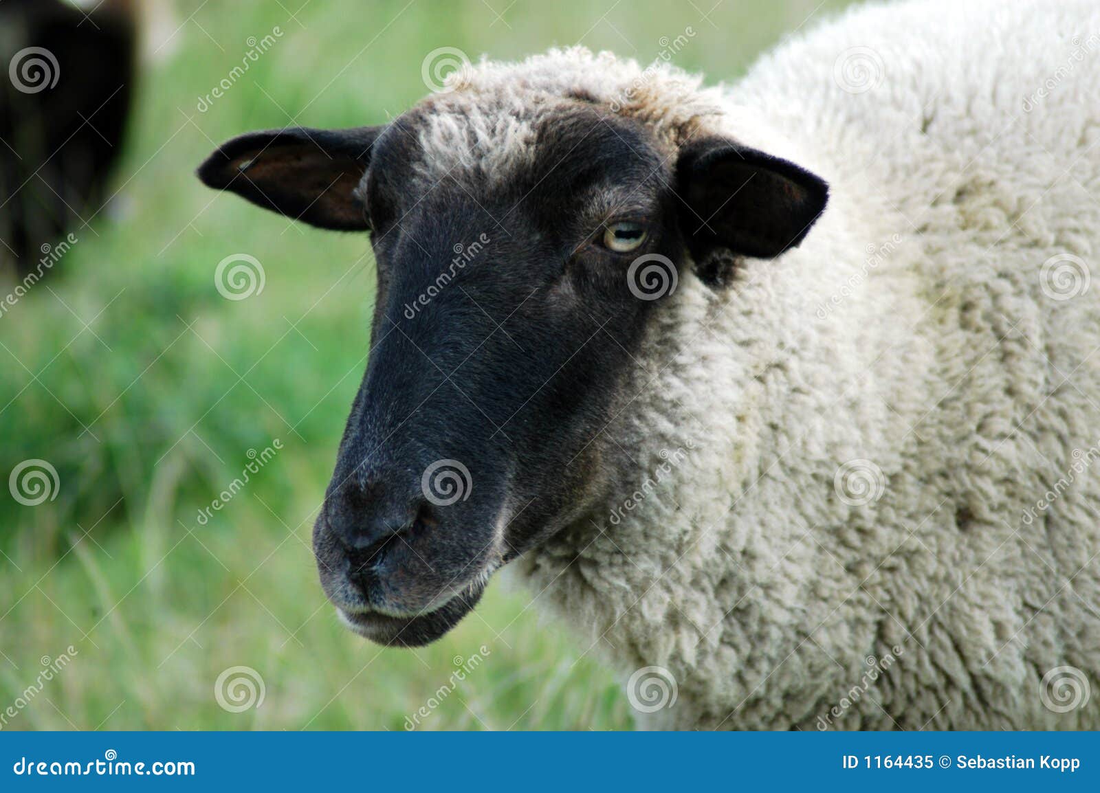 5,866 Sheep Black Face Stock Photos - Free & Royalty-Free 5,866 Sheep Black Face Stock Photos - Free & Royalty-Free