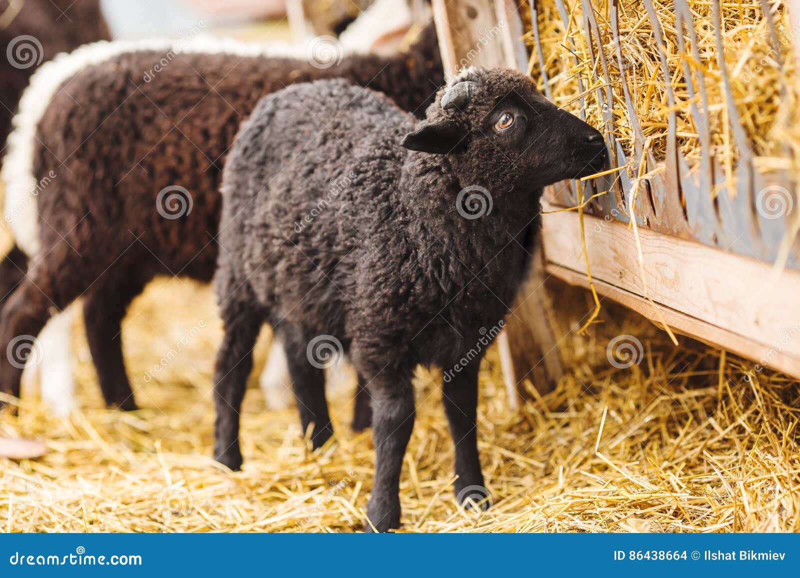 Black Sheep Eating Straw on Farm. Dark Coat on Mutton Stock Photo - Image of straw, pasture: 86438664 Black Sheep Eating Straw on Farm. Dark Coat on Mutton Stock Photo - Image of straw, pasture: 86438664