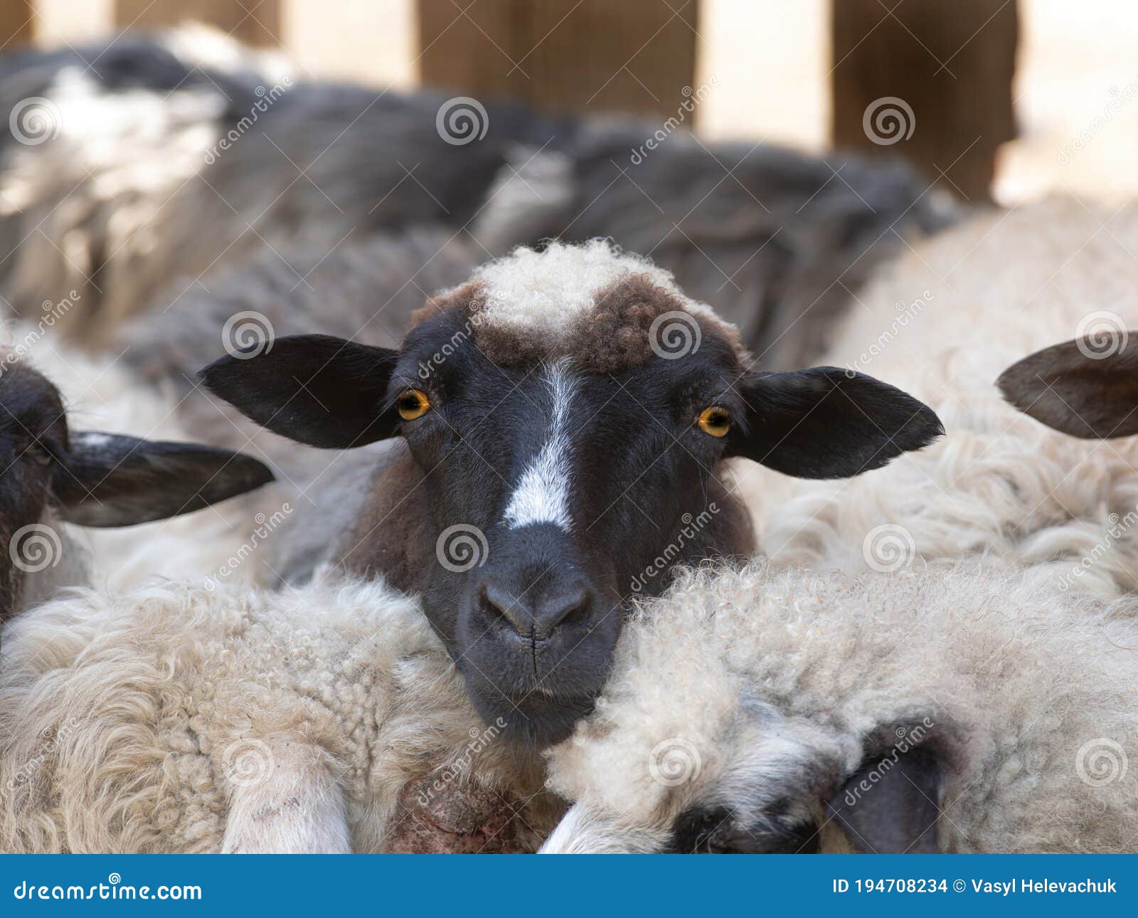 807 Sheep Black Face Isolated Stock Photos - Free \u0026 Royalty-Free Stock  Photos from Dreamstime, image size:1600x1290