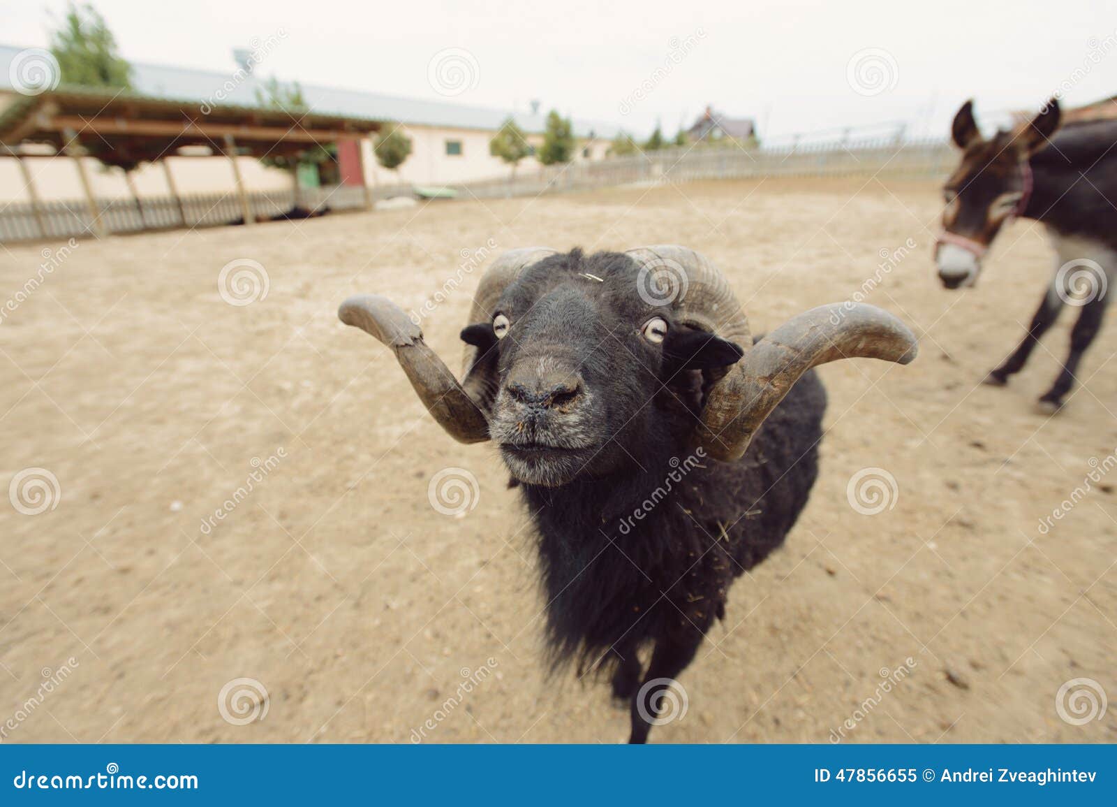 Black Sheep stock image. Image of outdoors, home, sheep - 47856655 Black Sheep stock image. Image of outdoors, home, sheep - 47856655