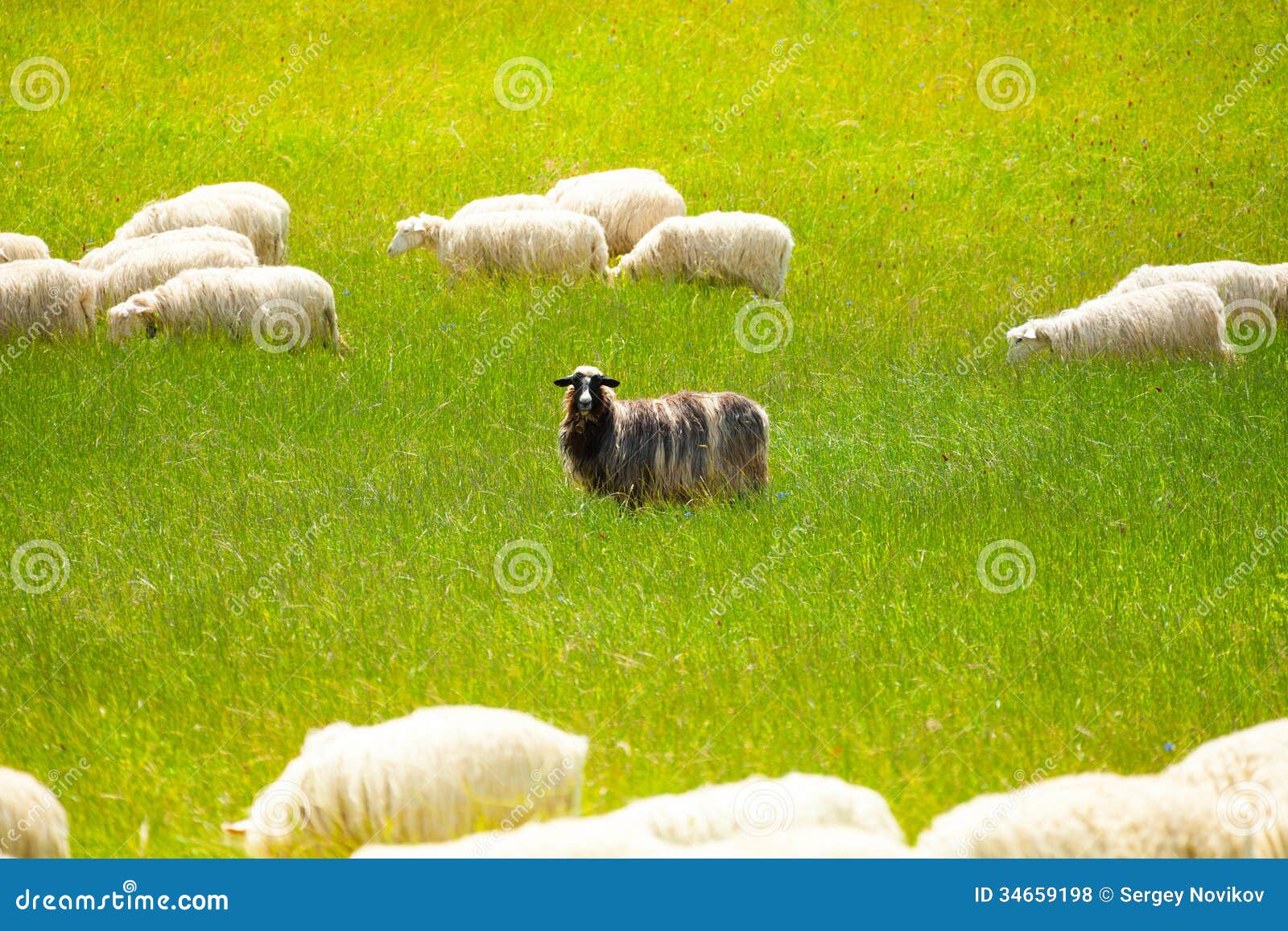 Black sheep stock photo. Image of pasture, farmland, portrait 34659198