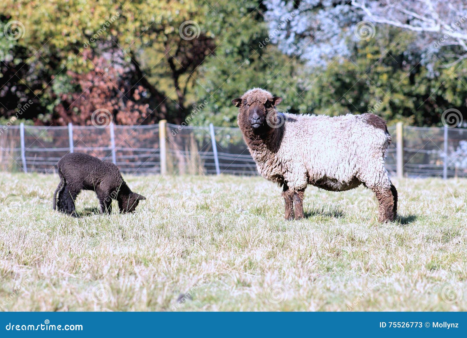 Black Sheep and Lamb stock image. Image of spring, farm 75526773