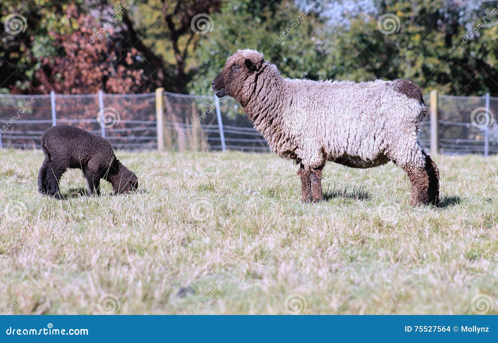 Black Sheep and Lamb stock photo. Image of farming, grass 75527564